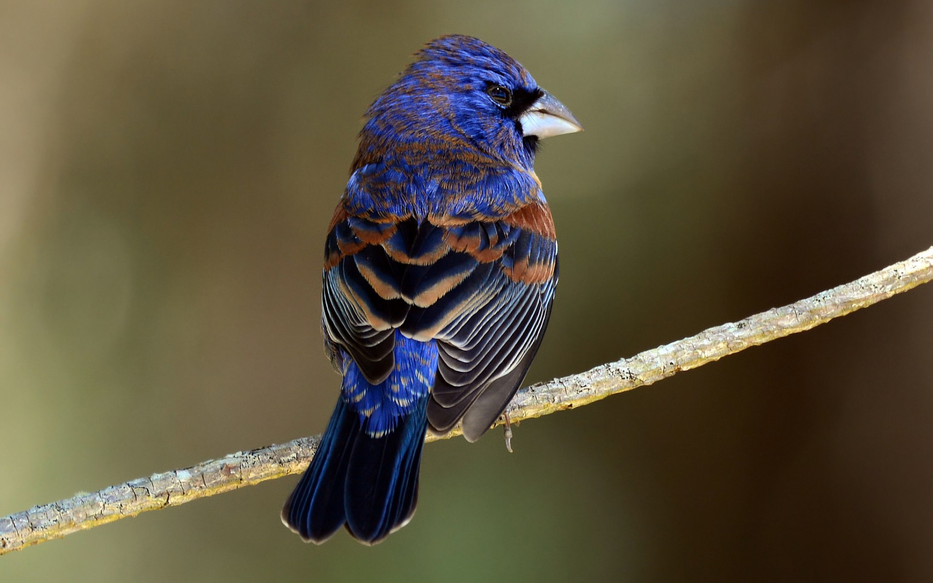 Laden Sie das Vogel, Vögel, Tiere-Bild kostenlos auf Ihren PC-Desktop herunter