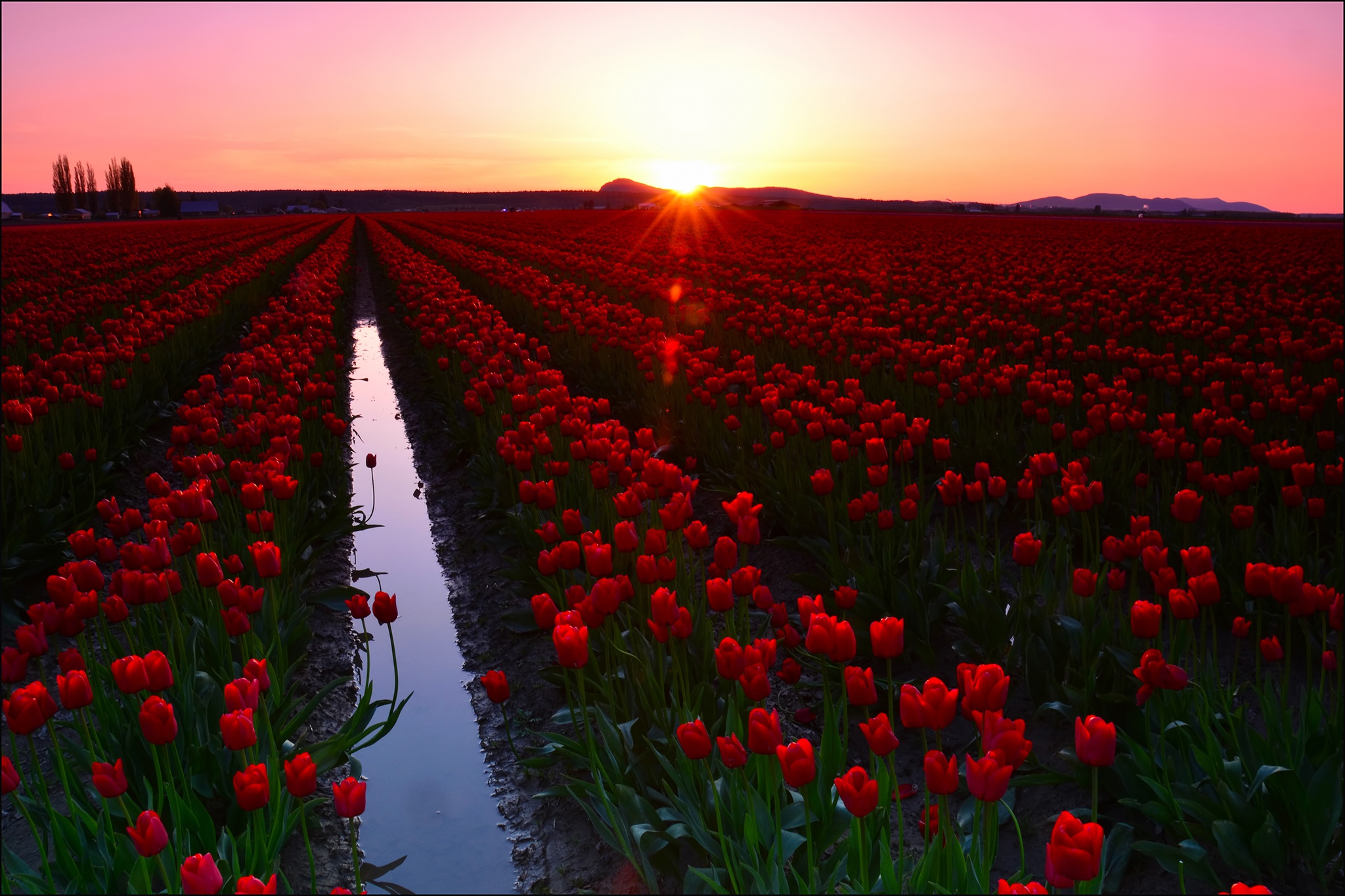 Download mobile wallpaper Landscape, Flowers, Flower, Earth, Field, Tulip, Sunbeam, Red Flower for free.