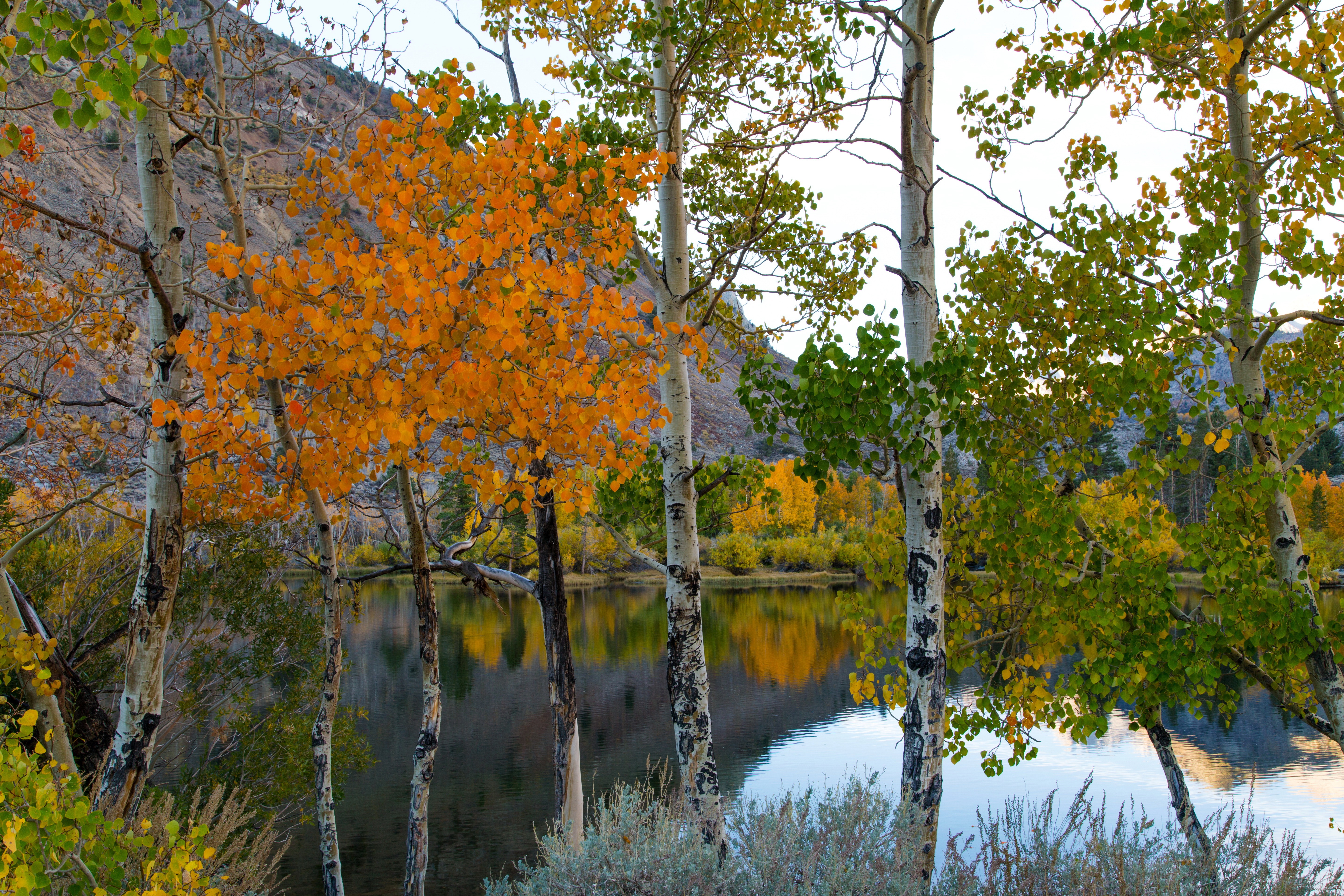 Скачать картинку Деревья, Осень, Озеро, Дерево, Земля/природа, Берёза в телефон бесплатно.