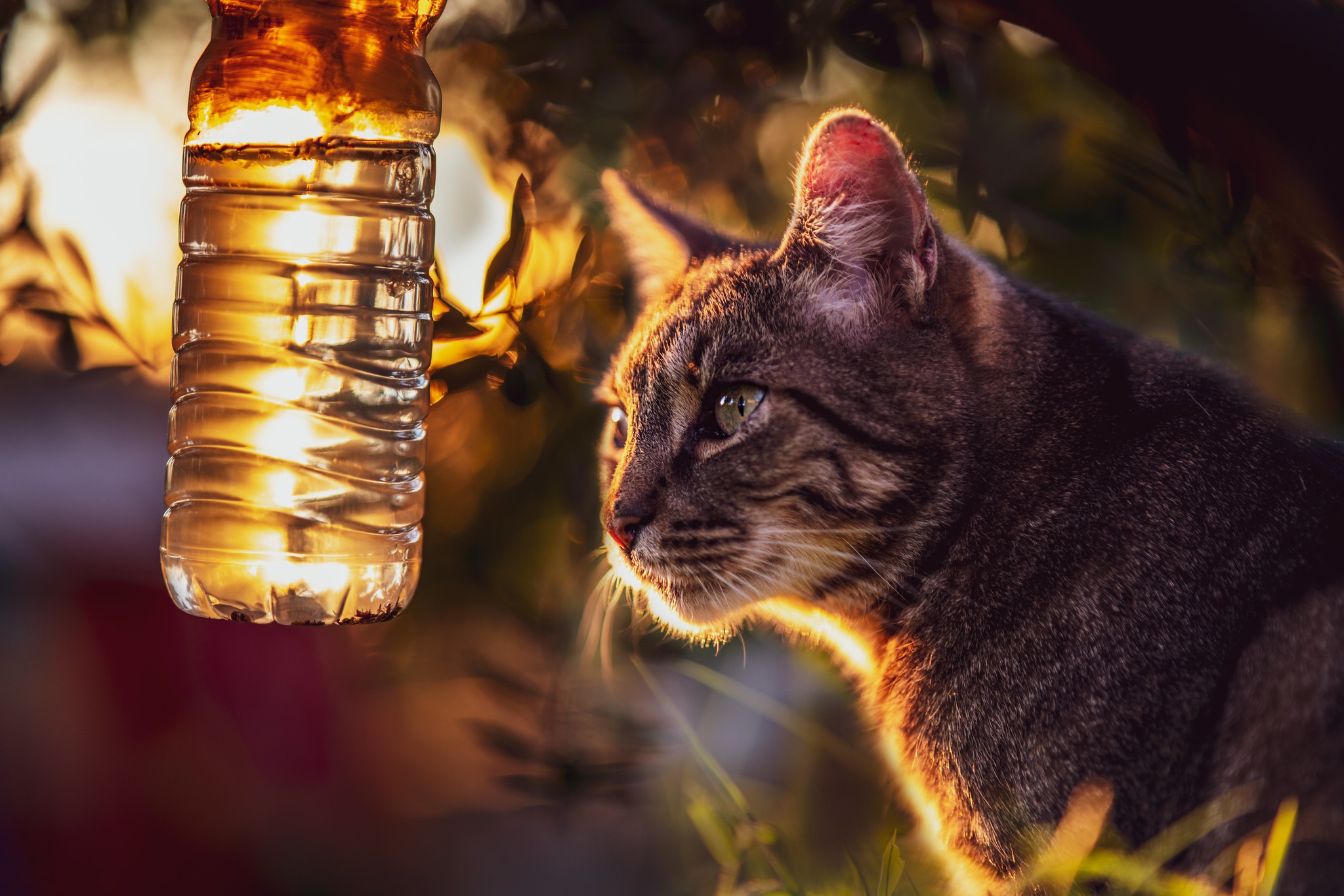 Baixe gratuitamente a imagem Animais, Gatos, Gato na área de trabalho do seu PC