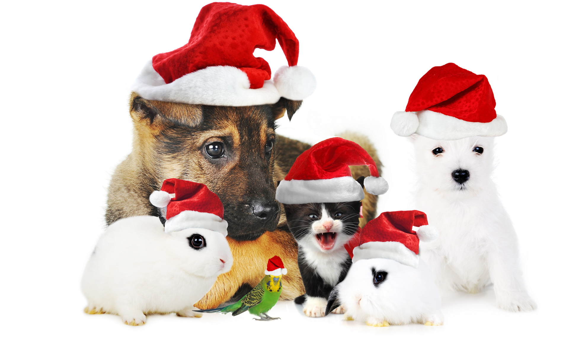 555786画像をダウンロード動物, ペット, クリスマス, 犬, 子猫, 子犬, うさぎ, サンタハット-壁紙とスクリーンセーバーを無料で
