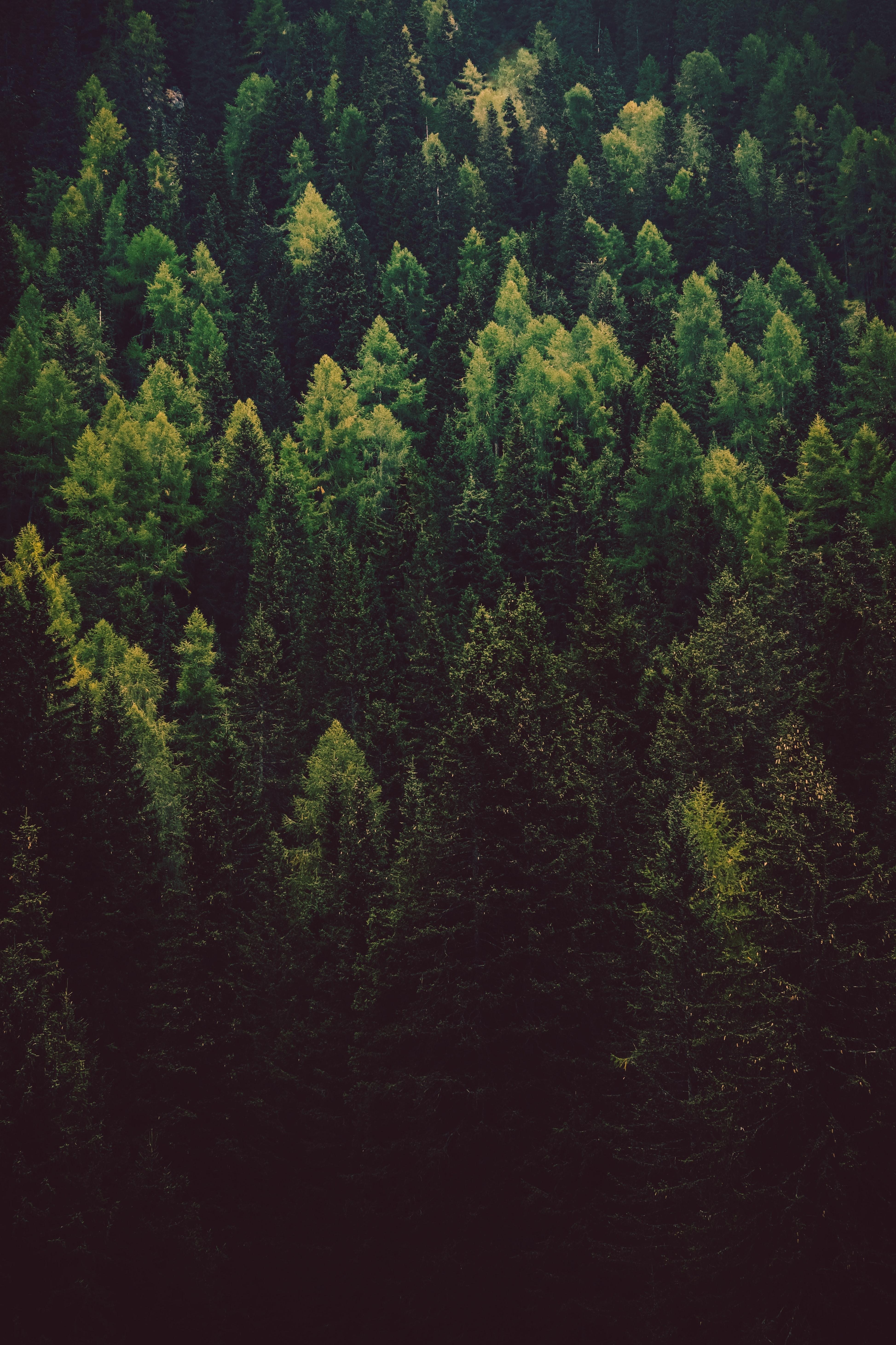 trees, nature, pine, green, coniferous, forest Smartphone Background