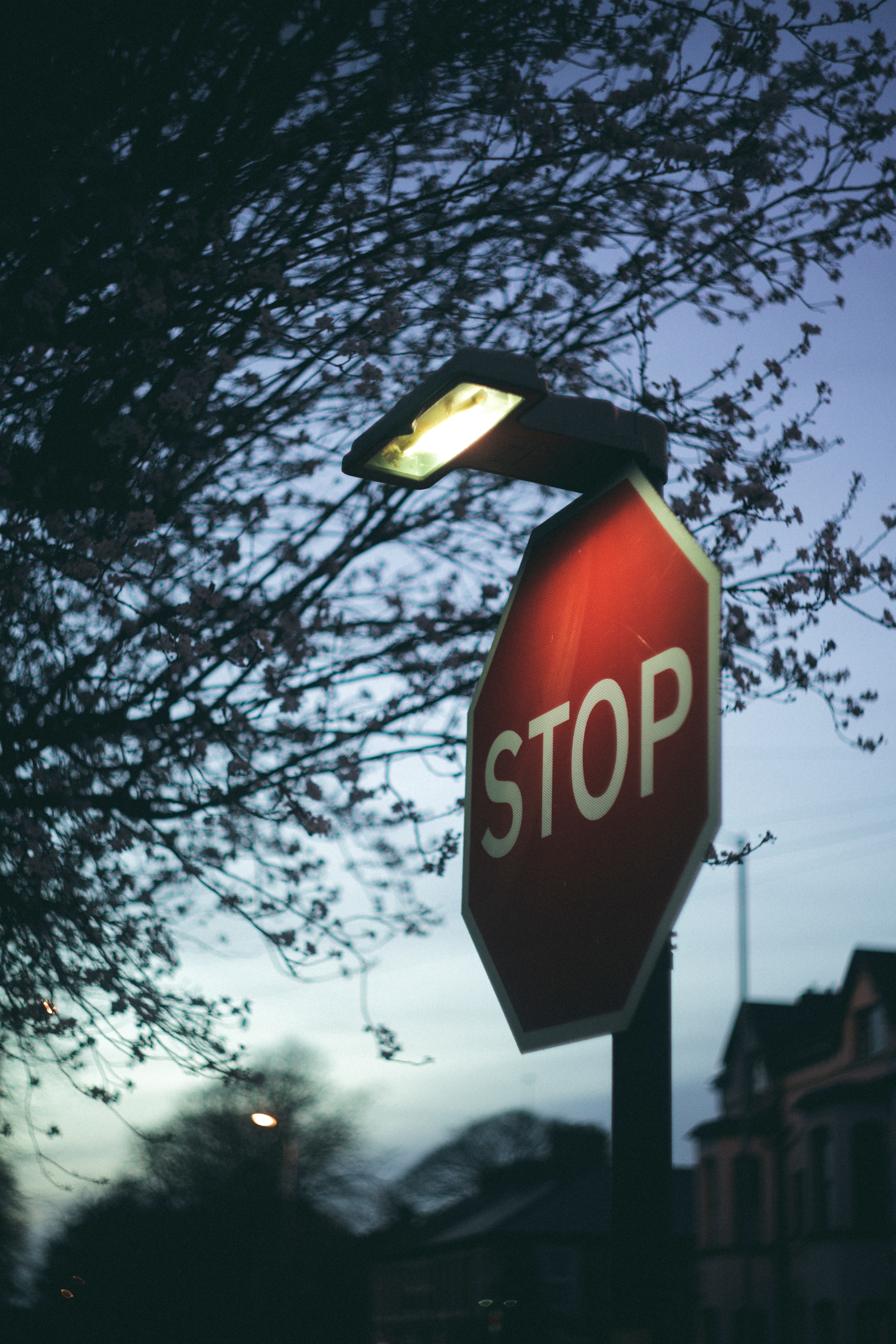 stop, words, branch, lamp, lantern, sign