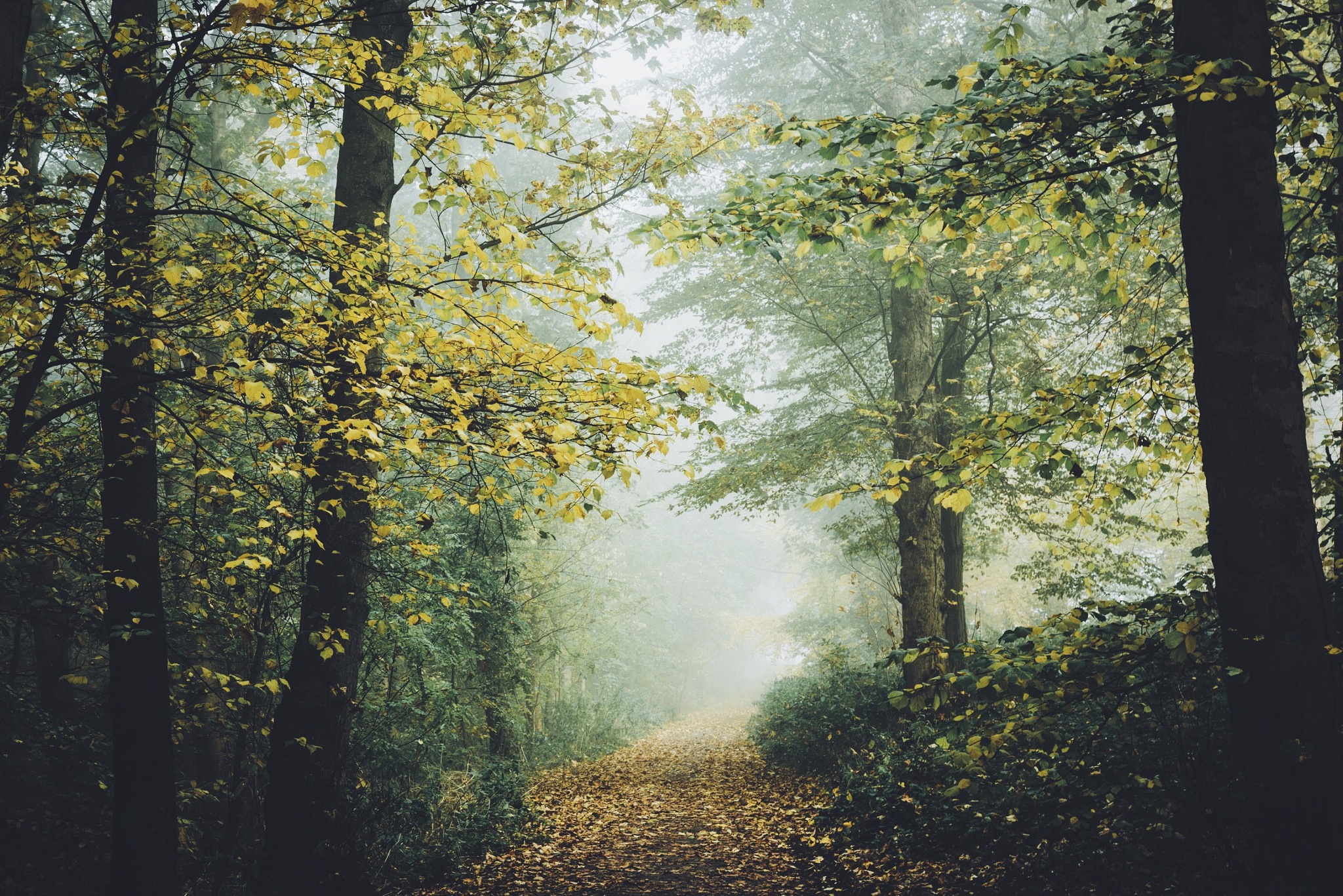 Free download wallpaper Nature, Forest, Tree, Fog, Earth, Path on your PC desktop