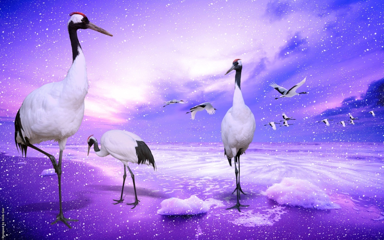Download mobile wallpaper Heron, Animals, Violet, Birds for free.