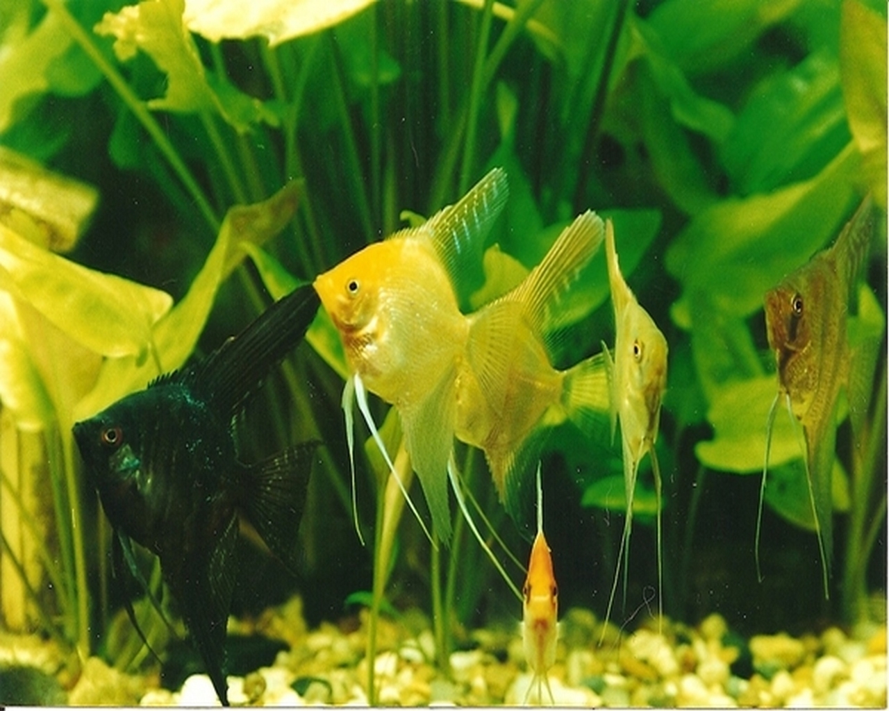 fishes, animals, green HD wallpaper
