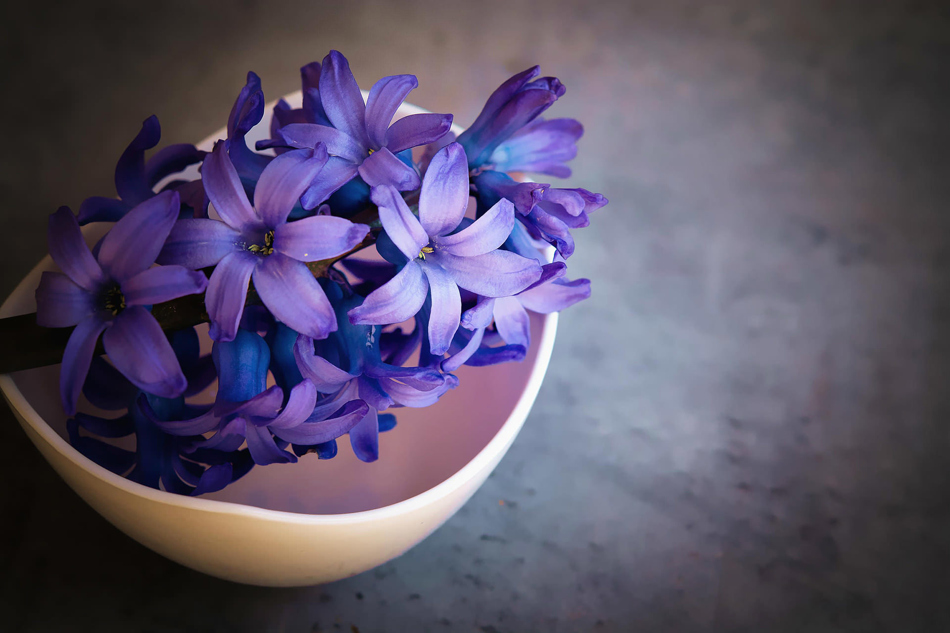 Download mobile wallpaper Hyacinth, Still Life, Flower, Bowl, Photography, Purple Flower for free.