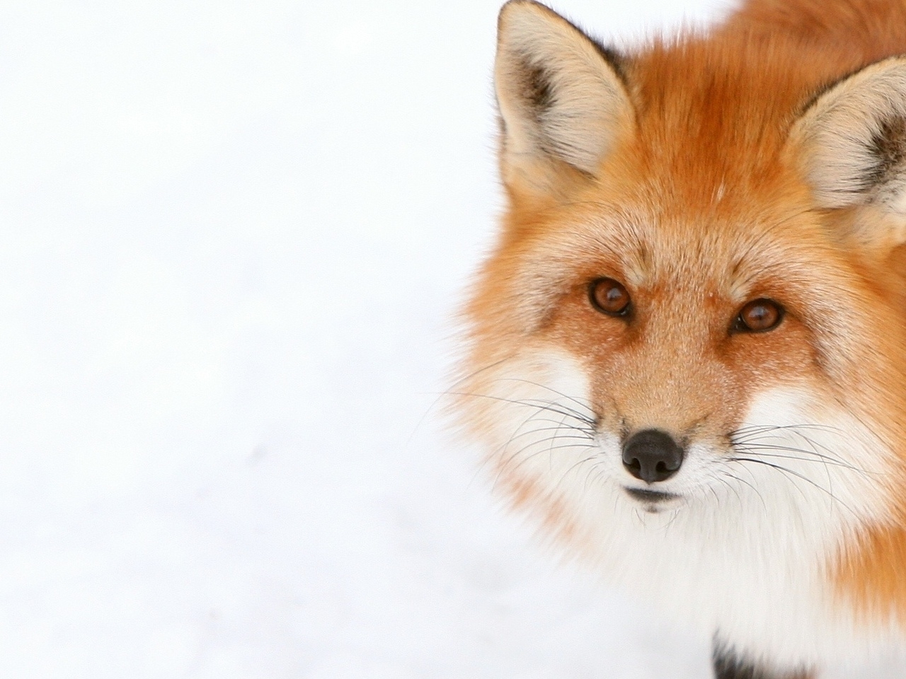 47177 Hintergrundbild herunterladen tiere, fox, orange - Bildschirmschoner und Bilder kostenlos