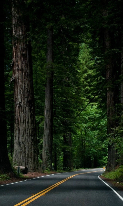 Скачать картинку Дорога, Лес, Дерево, Зеленый, Сделано Человеком в телефон бесплатно.