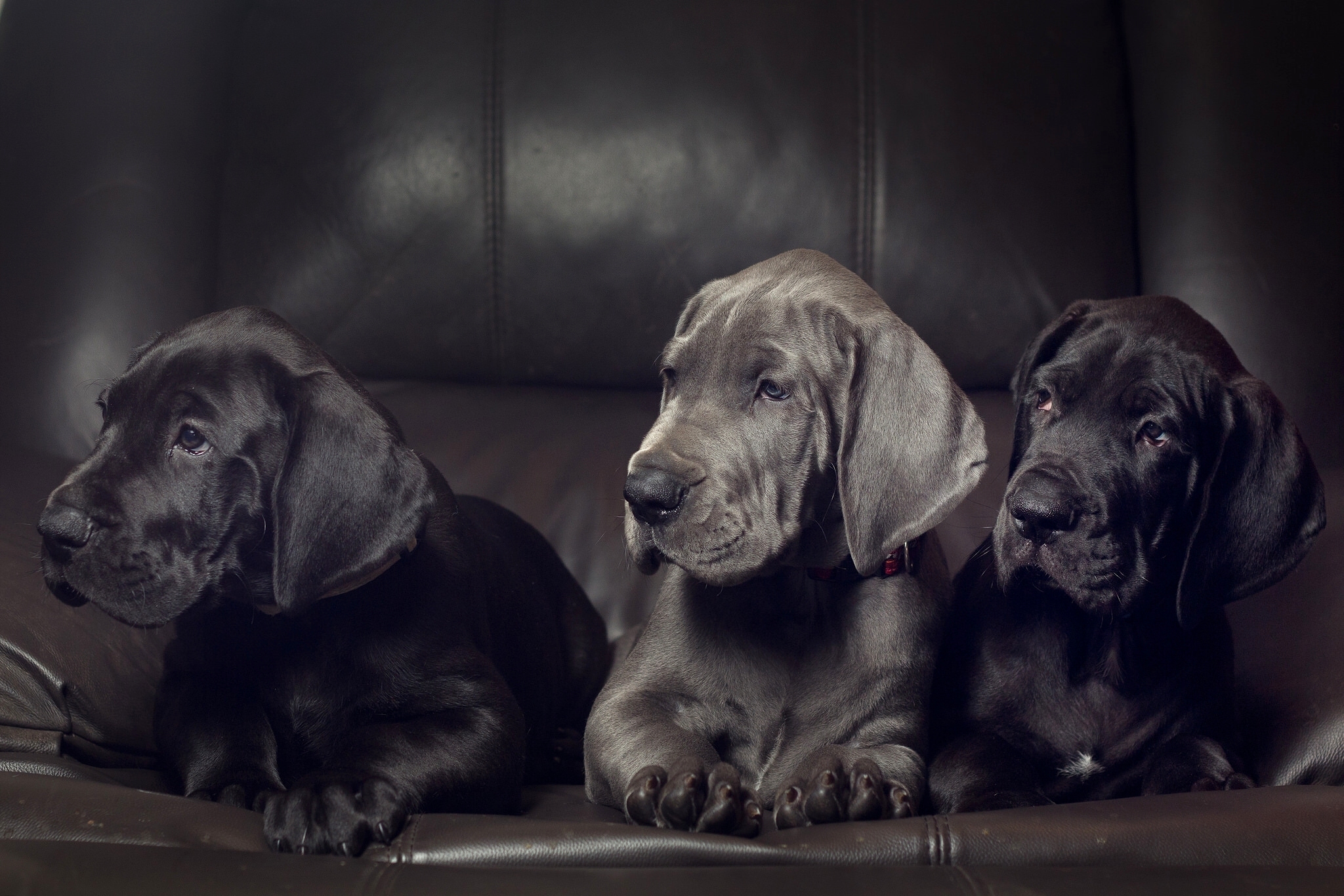 Download mobile wallpaper Dogs, Dog, Animal, Puppy, Great Dane for free.