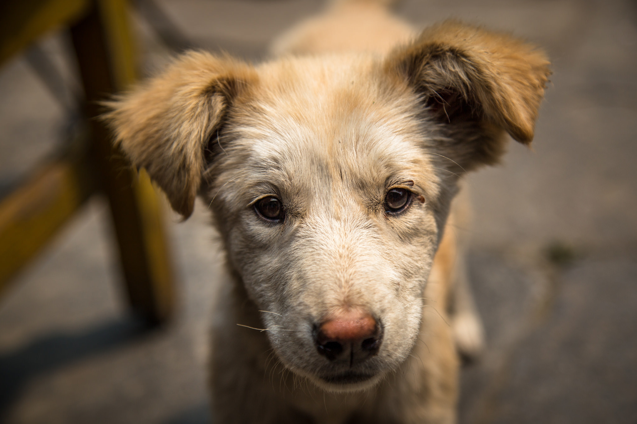 Baixar papel de parede para celular de Animais, Cães, Cão, Focinho, Fofo, Filhote gratuito.