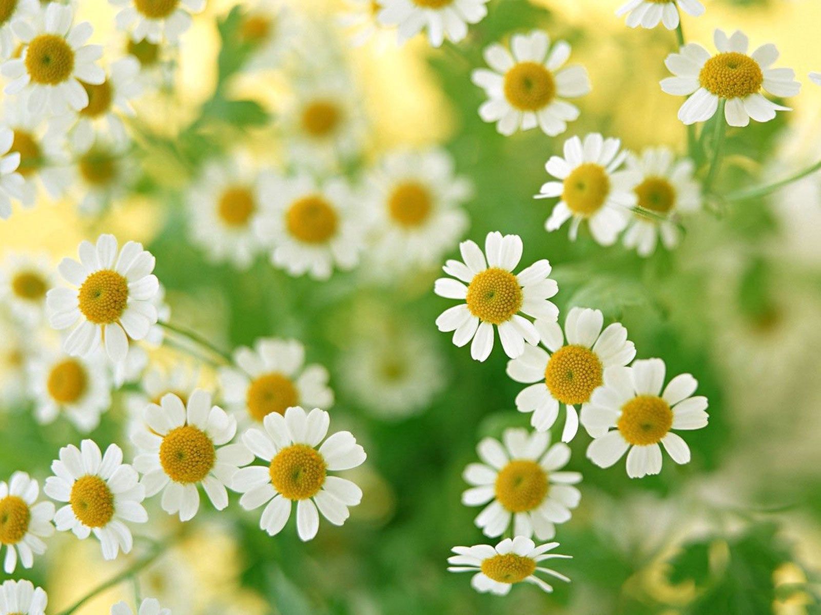 Download mobile wallpaper Field, Flowers, Macro, Petals, Camomile for free.