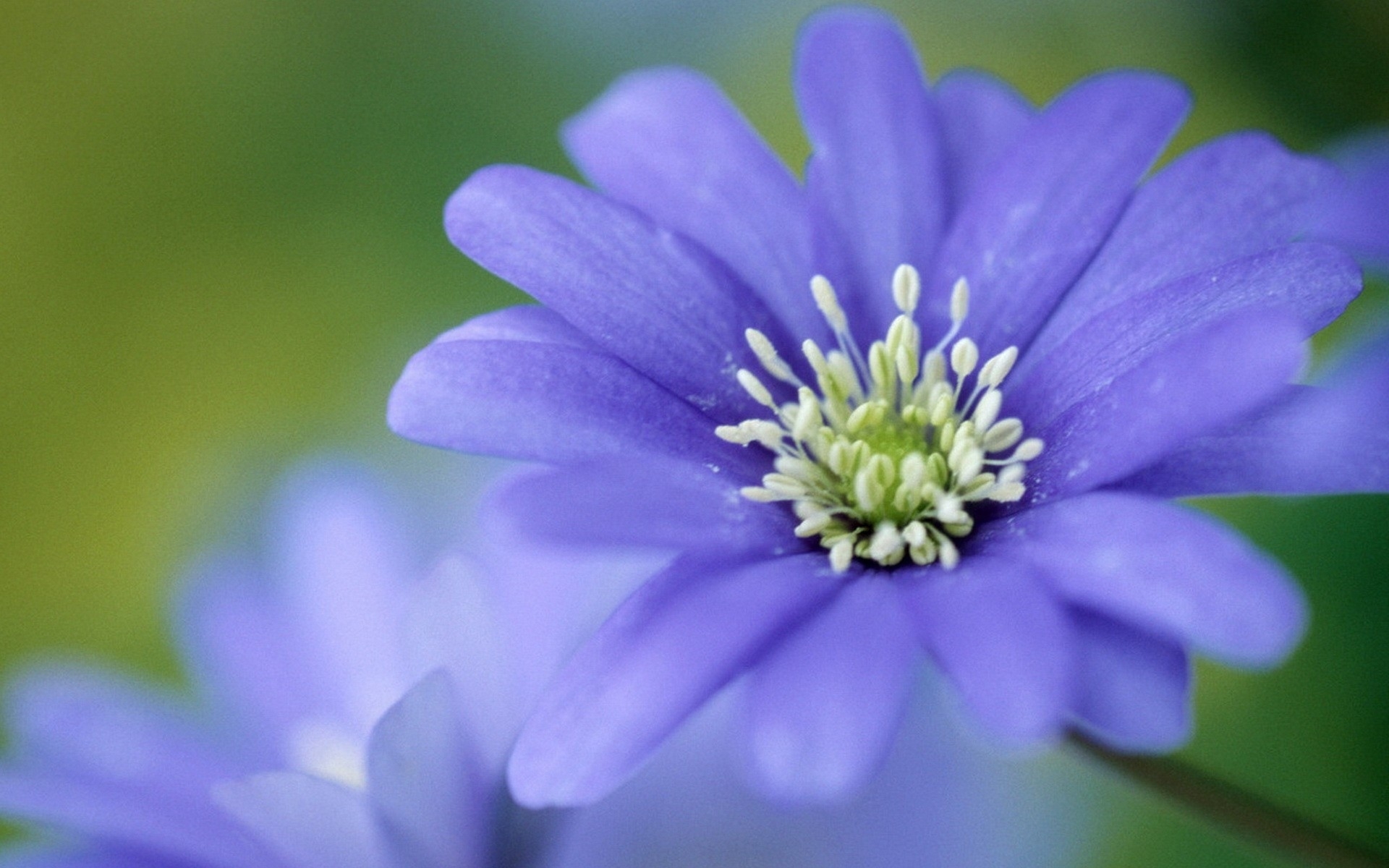 47992 descargar imagen plantas, flores, azul: fondos de pantalla y protectores de pantalla gratis