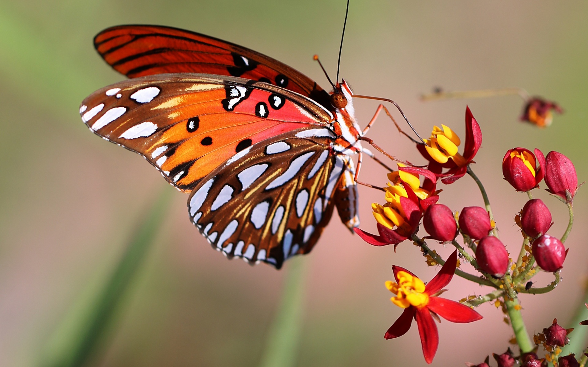 Free download wallpaper Flower, Macro, Insect, Butterfly, Animal on your PC desktop