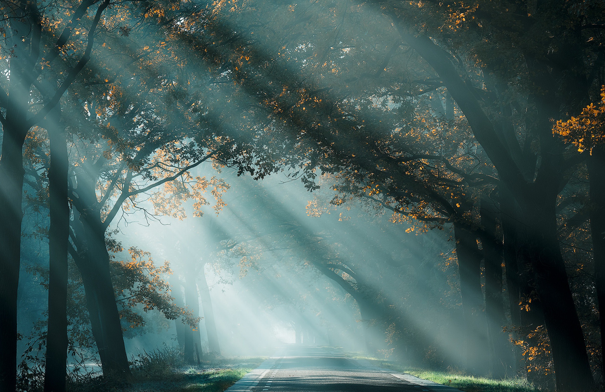 Download mobile wallpaper Nature, Road, Tree, Fog, Fall, Sunbeam, Man Made for free.