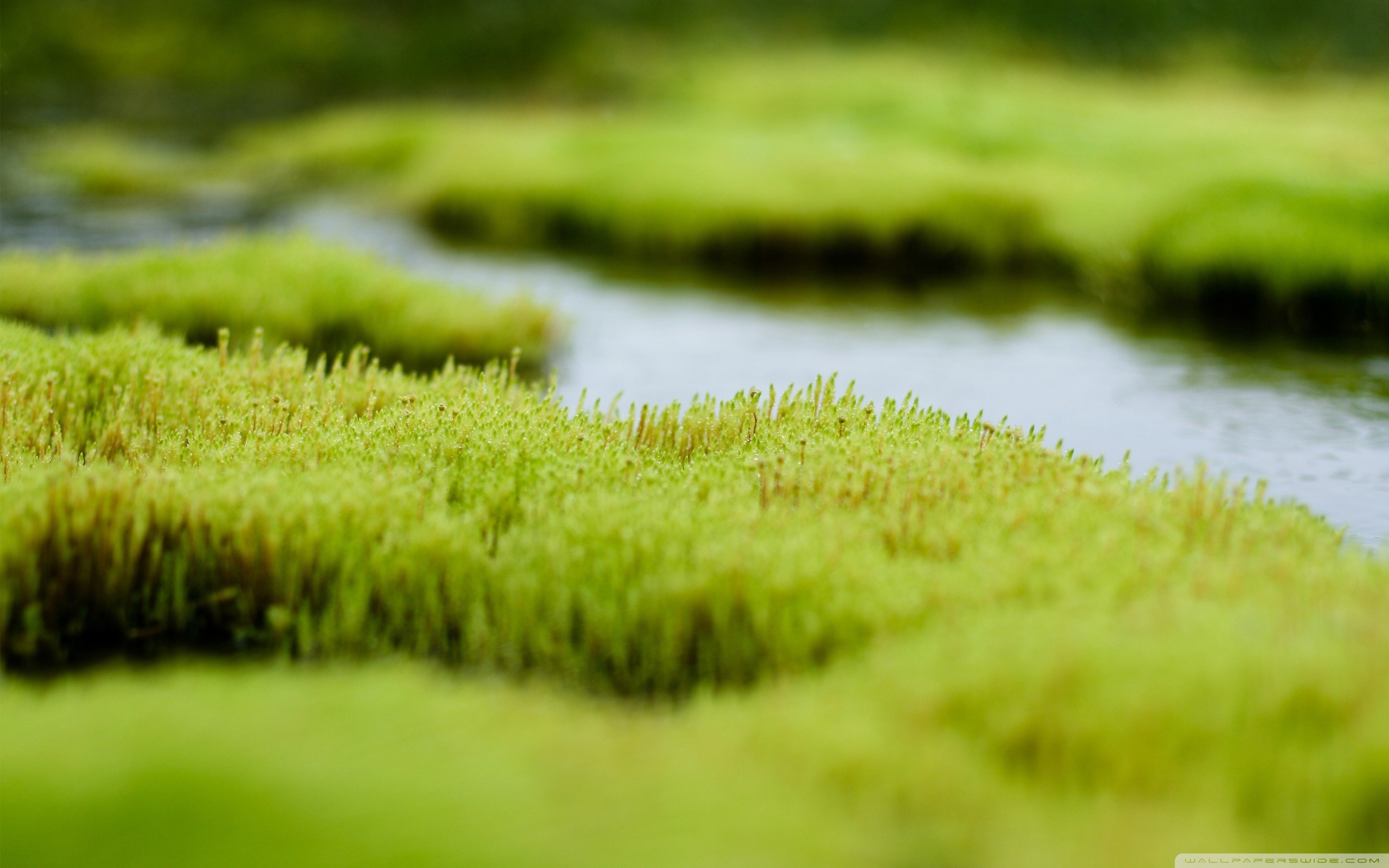 Free download wallpaper Earth, Moss on your PC desktop
