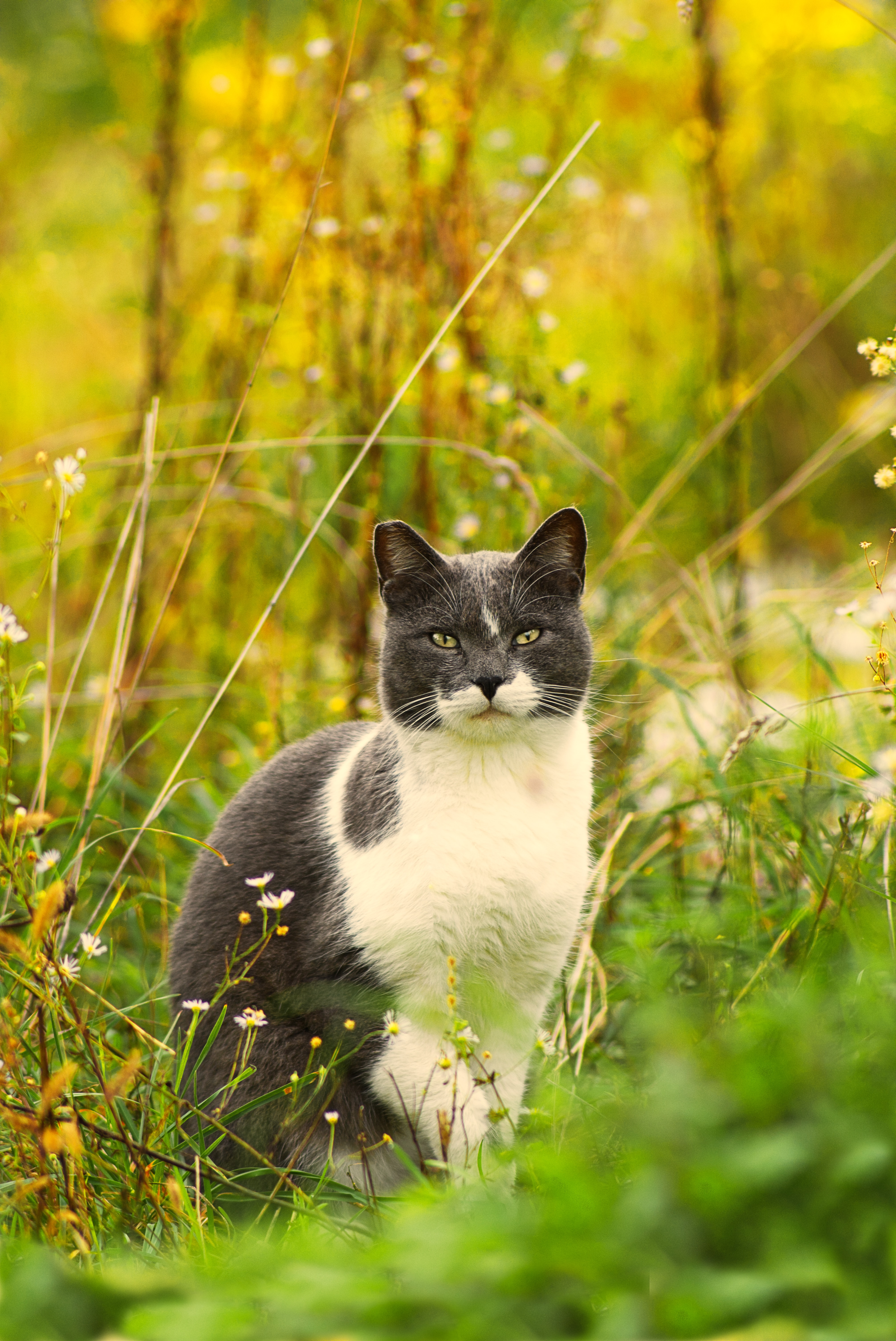 pet, animals, flowers, grass, cat HD wallpaper
