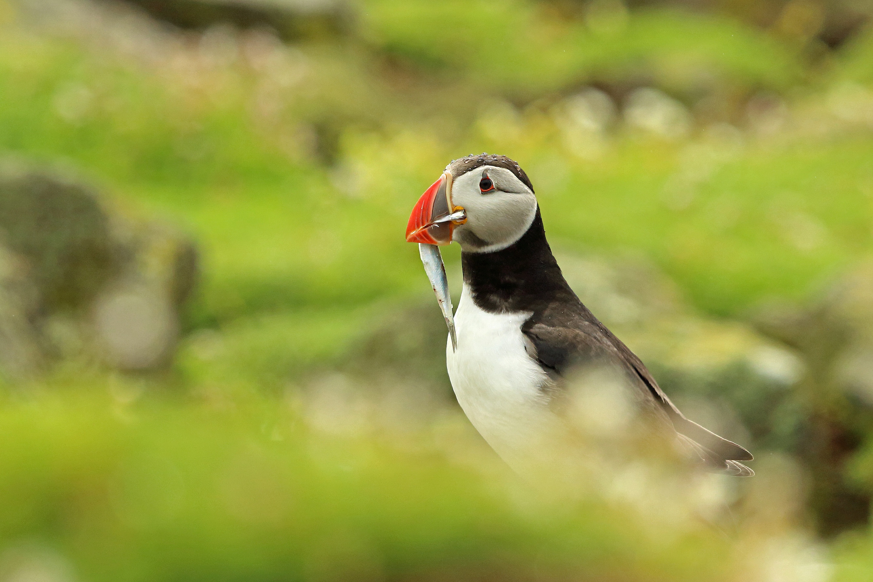 Baixar papel de parede para celular de Animais, Aves, Pássaro, Papagaio Do Mar gratuito.