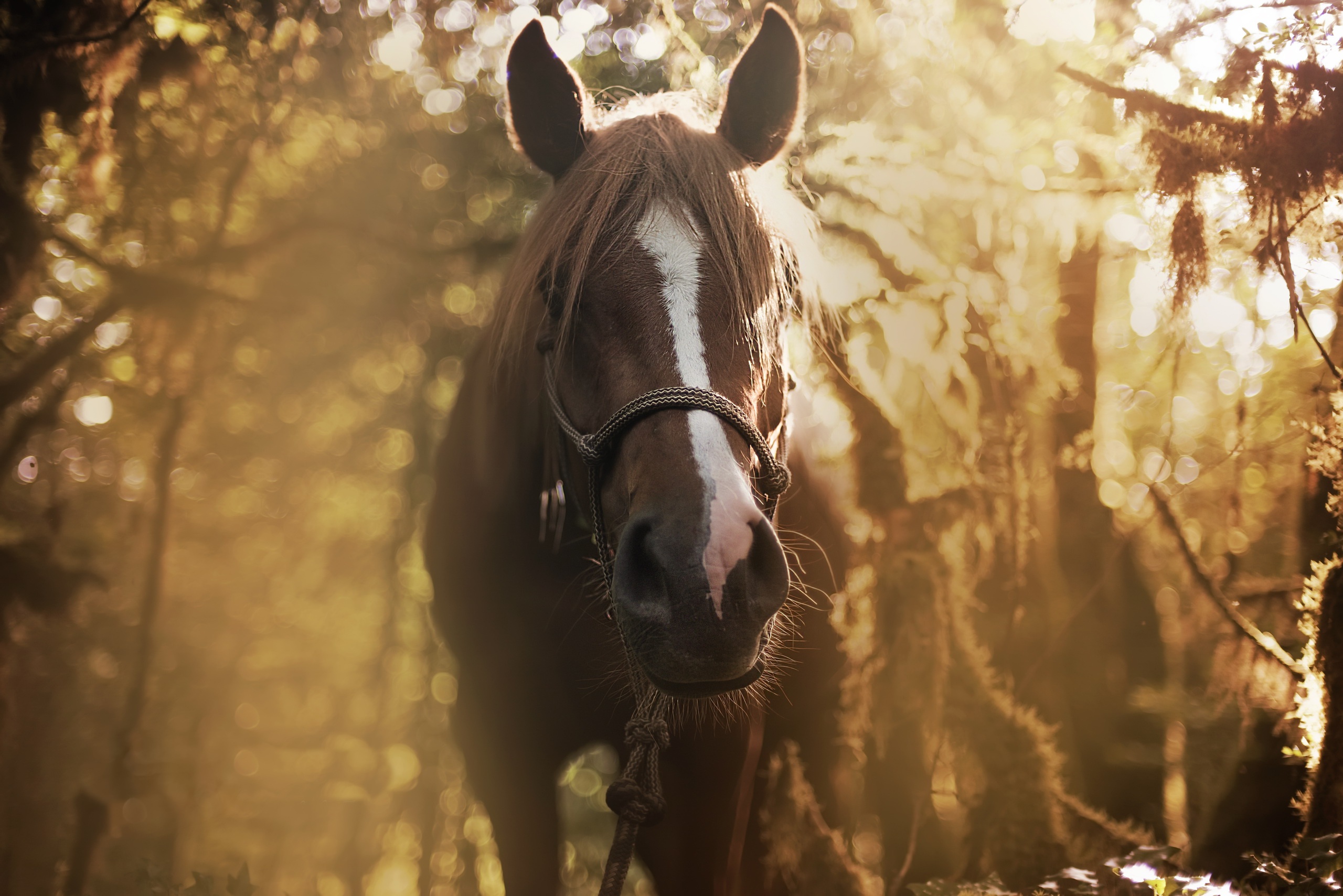Download mobile wallpaper Animal, Horse, Stare for free.