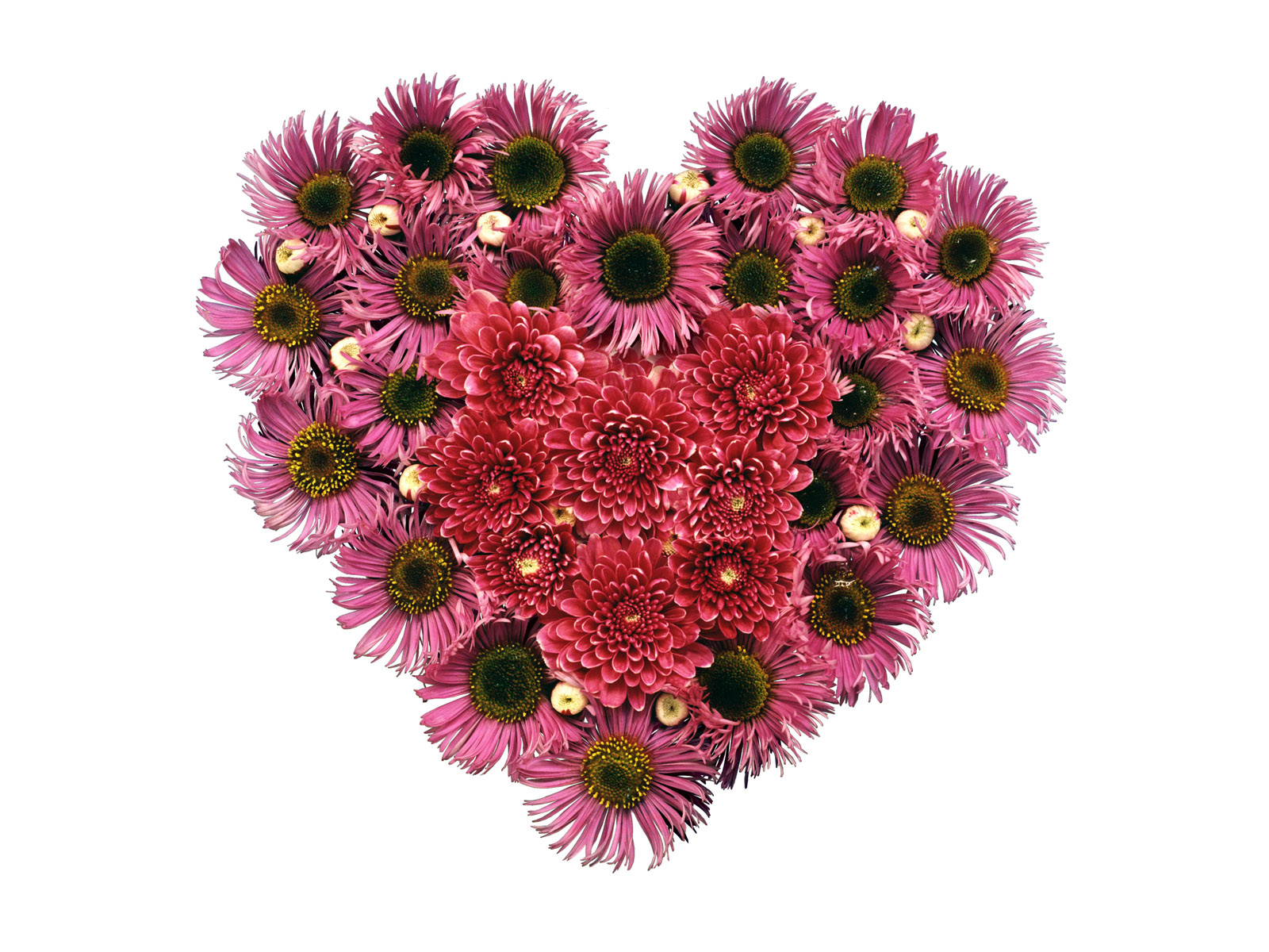 Handy-Wallpaper Blume, Dahlien, Herz, Künstlerisch, Pinke Blume, Herzförmig kostenlos herunterladen.