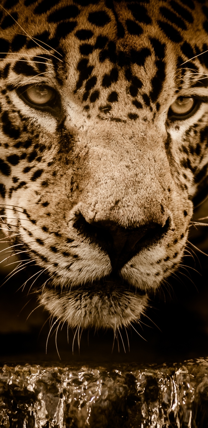 Download mobile wallpaper Cats, Jaguar, Animal for free.