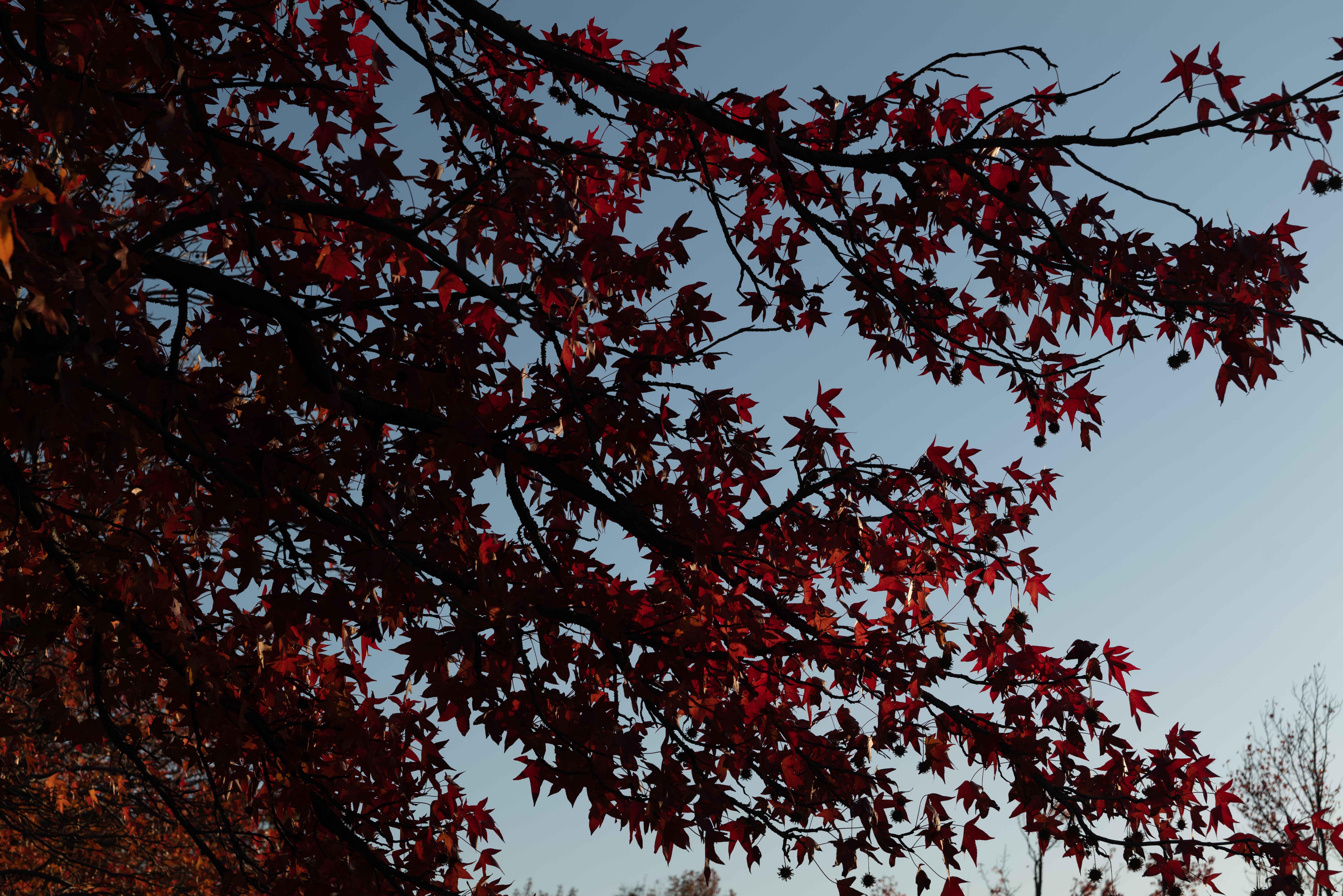 Скачать обои бесплатно Дерево, Красный, Ветки, Природа, Листья, Клен картинка на рабочий стол ПК
