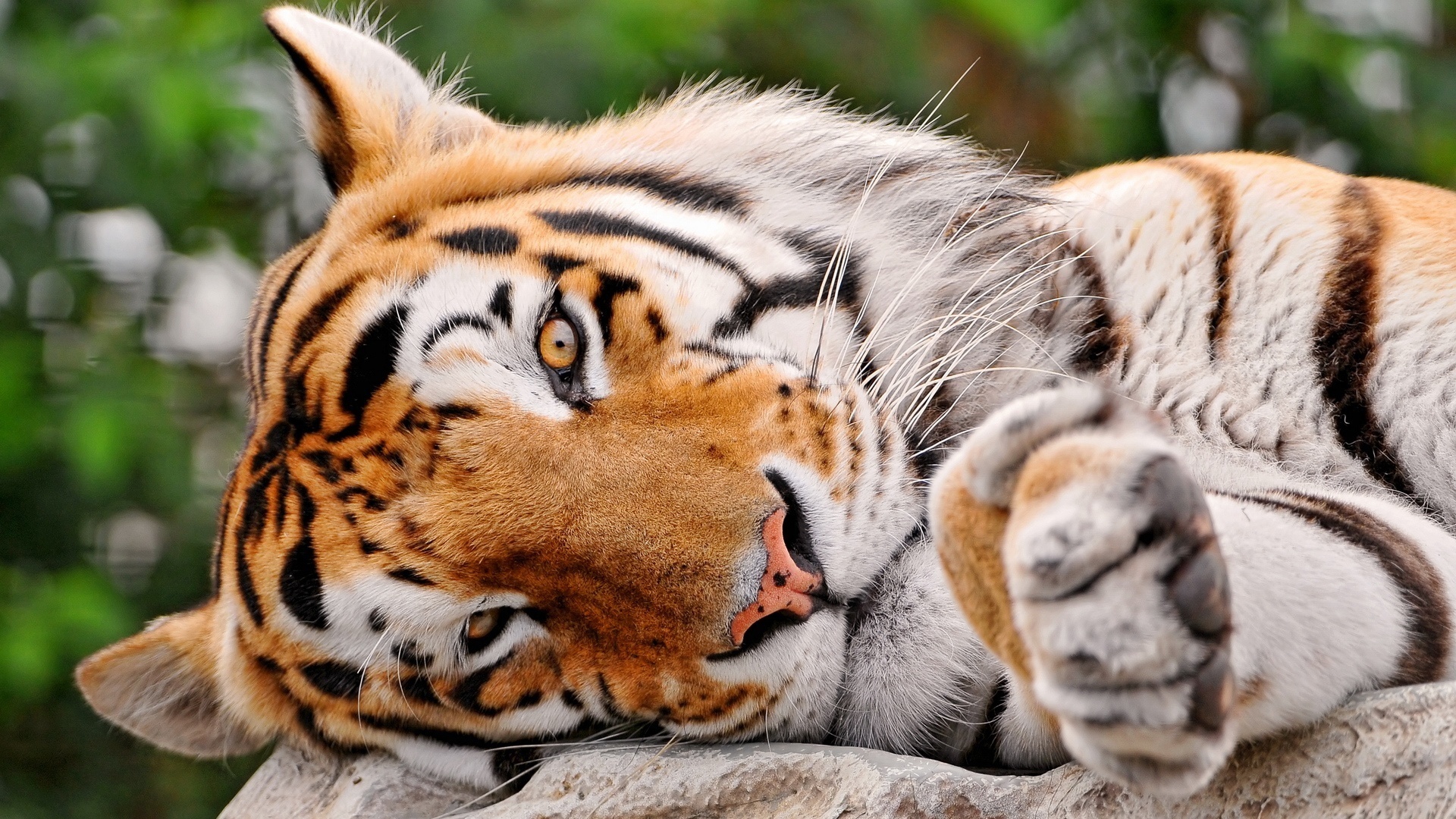 Desktop FHD tigers, animals, orange