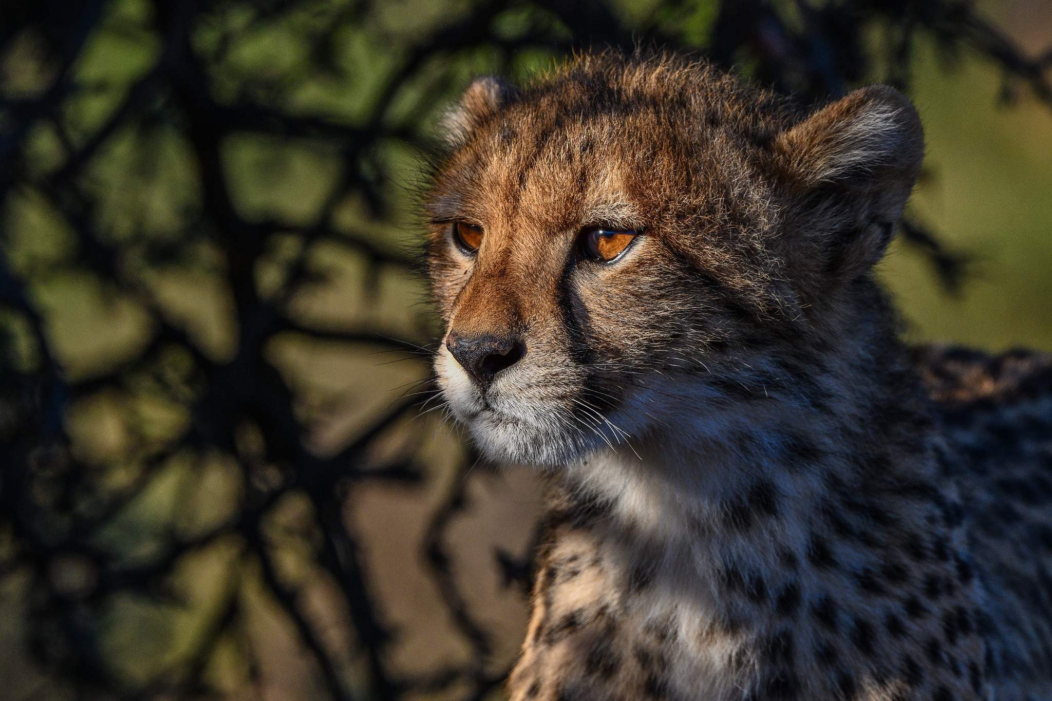 Handy-Wallpaper Gepard, Katzen, Tiere kostenlos herunterladen.