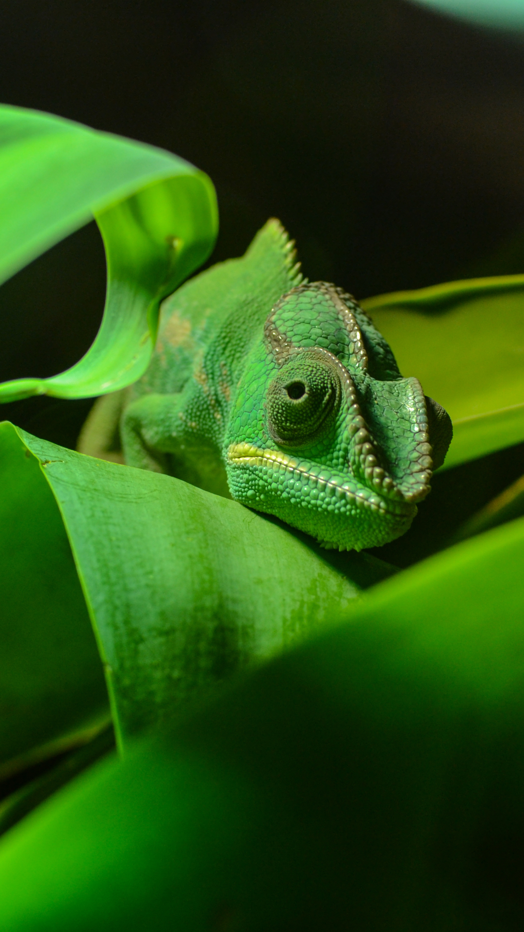 1126078 скачать обои ящерица, хамелеон, животные, рептилия, пресмыкающееся, зеленый, лист, листва, рептилии - заставки и картинки бесплатно