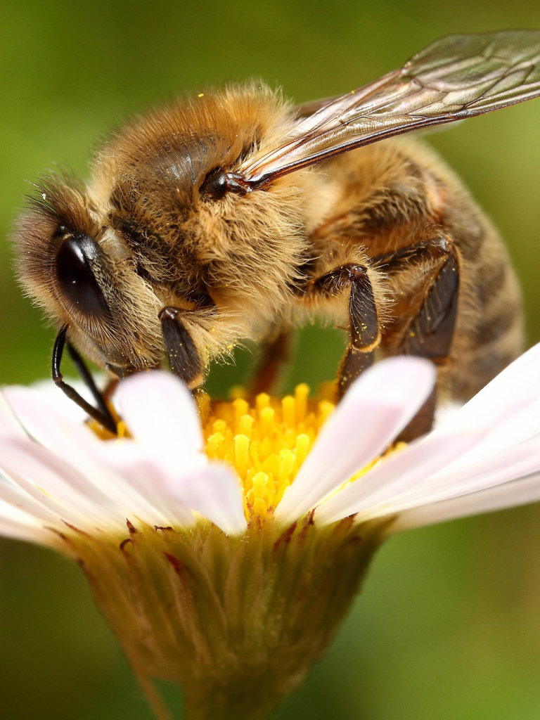 無料モバイル壁紙動物, 昆虫, 蜂をダウンロードします。