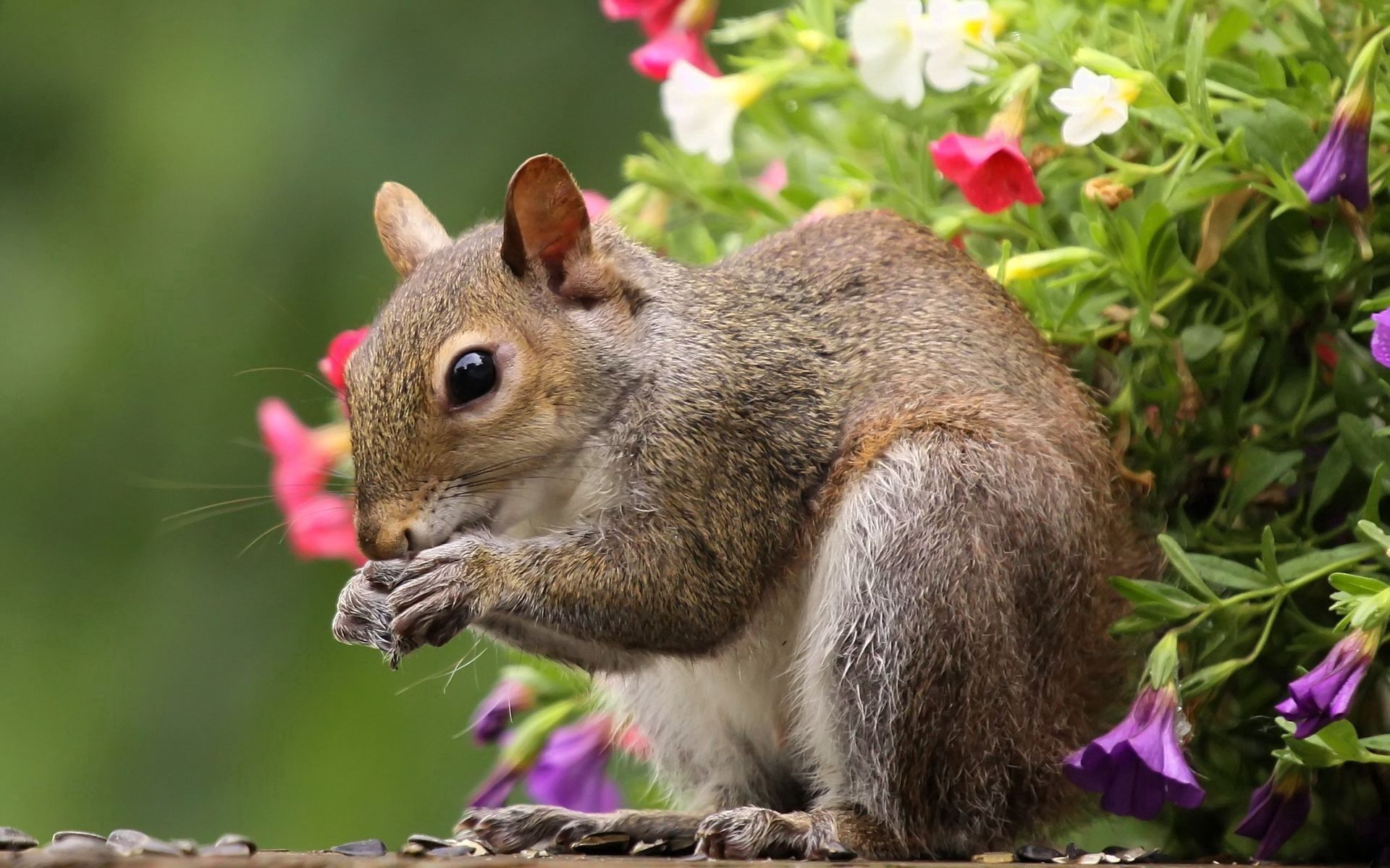 Handy-Wallpaper Schwanz, Lebensmittel, Tiere, Blumen, Eichhörnchen kostenlos herunterladen.