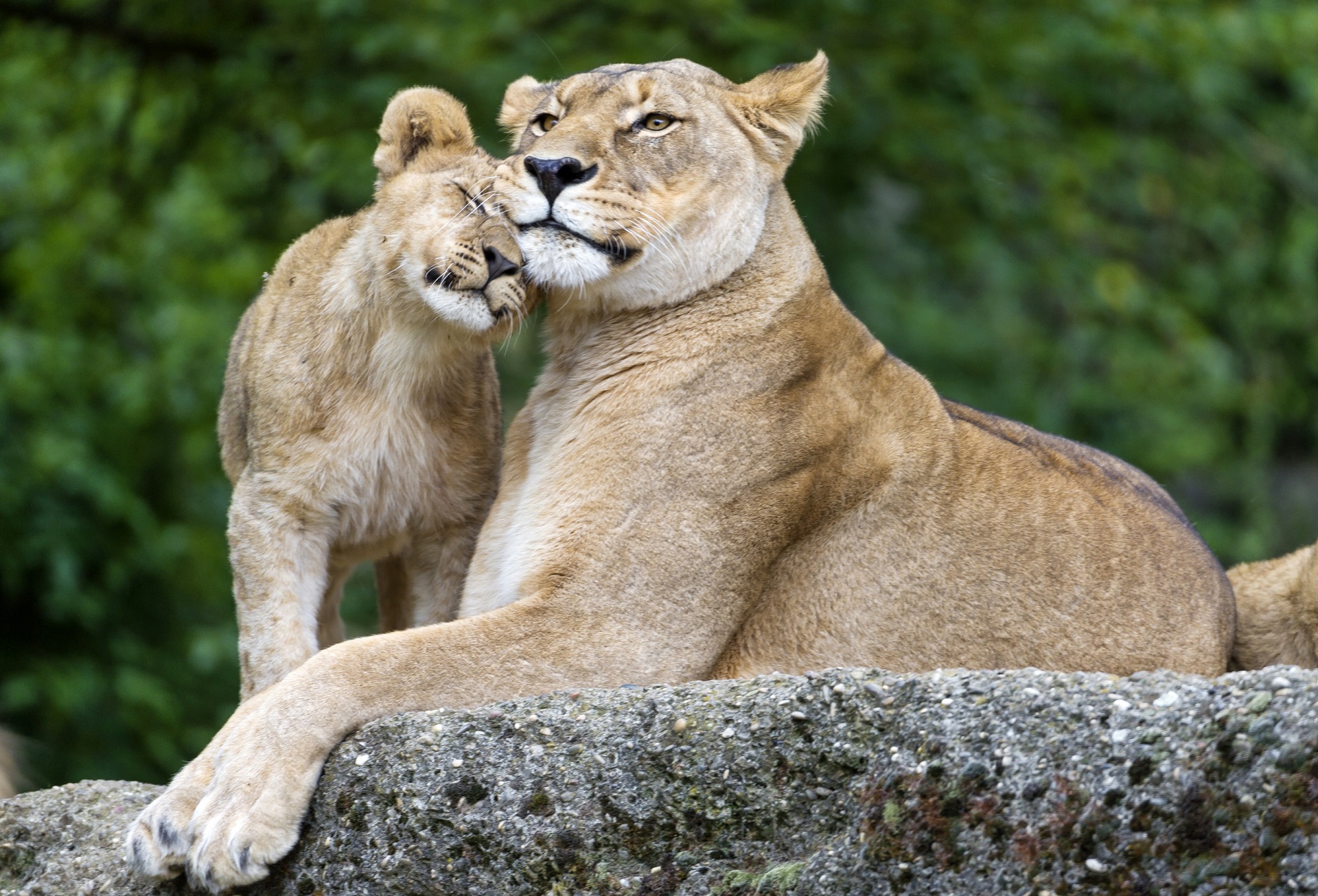 Free download wallpaper Cats, Lion, Lioness, Animal, Baby Animal on your PC desktop