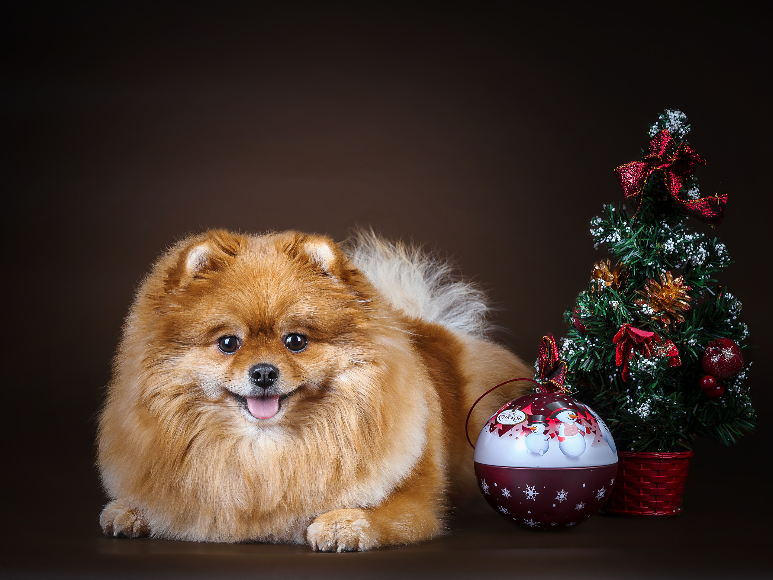christmas tree, animal, pomeranian, bauble, christmas, dog, holiday, dogs