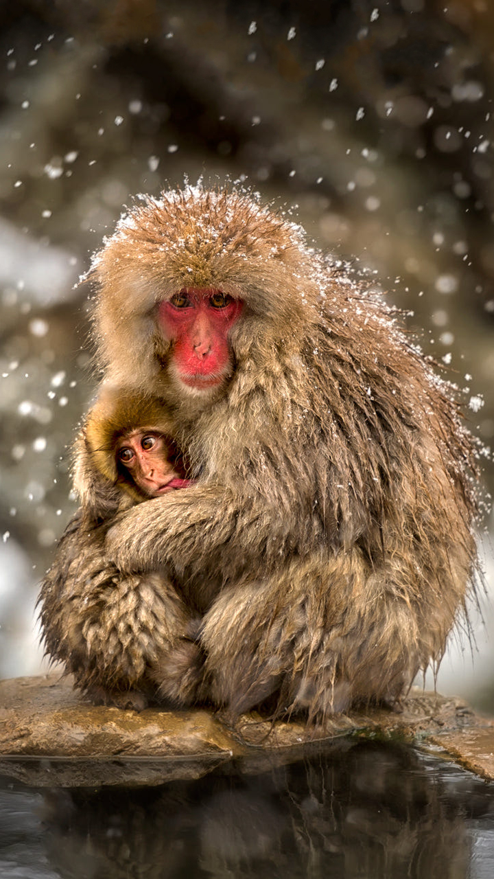Download mobile wallpaper Love, Monkeys, Animal, Cute, Snowfall, Primate, Macaque, Hug, Japanese Macaque, Baby Animal for free.