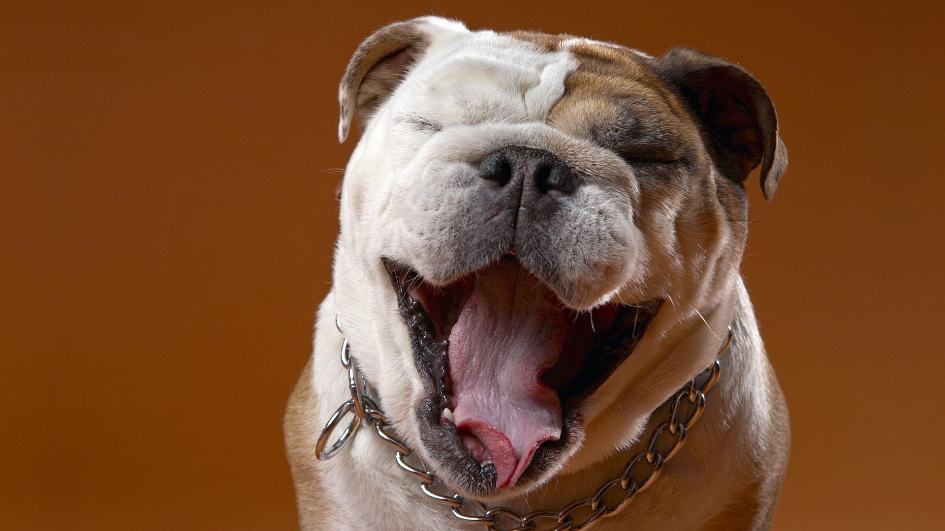 Free download wallpaper Animals, Dog, Muzzle, Sight, Opinion, Bulldog on your PC desktop