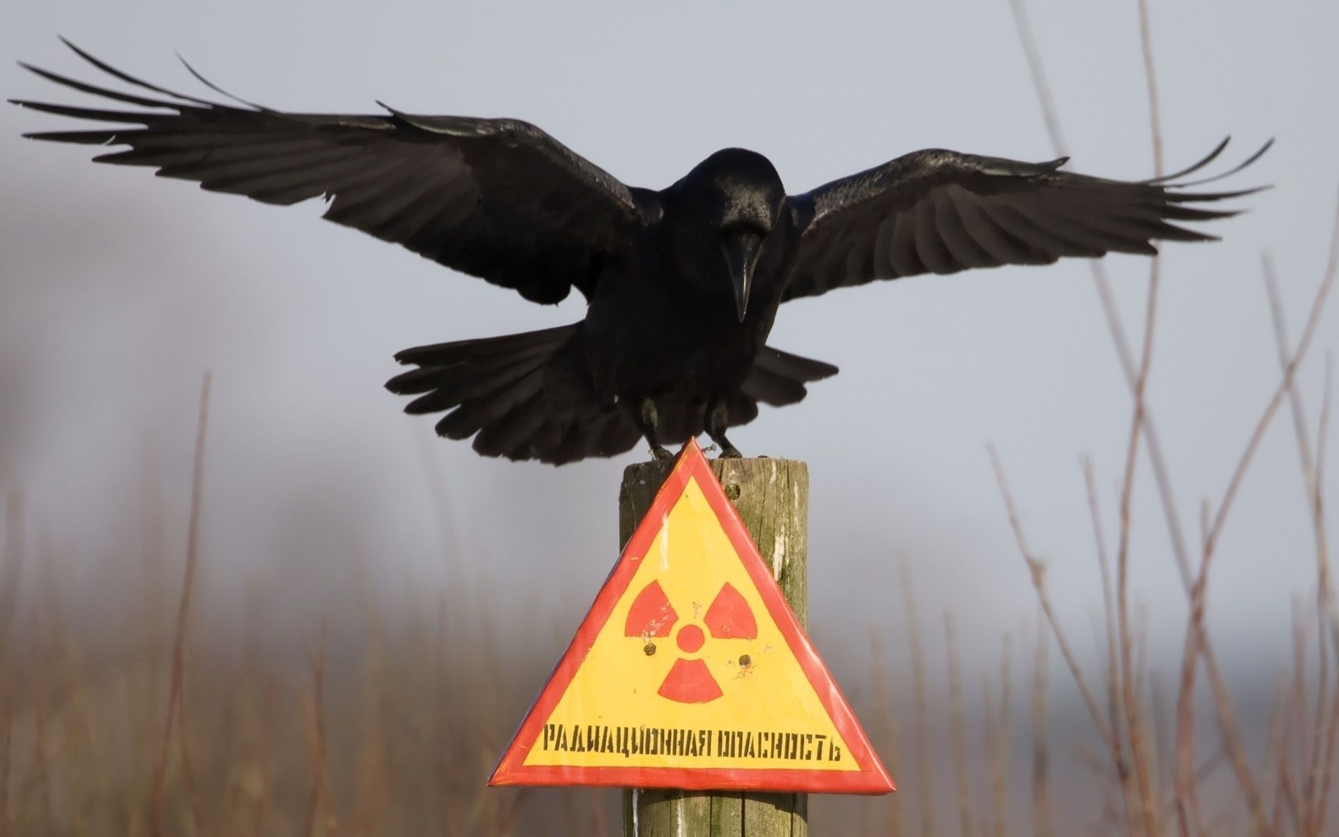 nameplate, animals, plate, raven, warning, danger