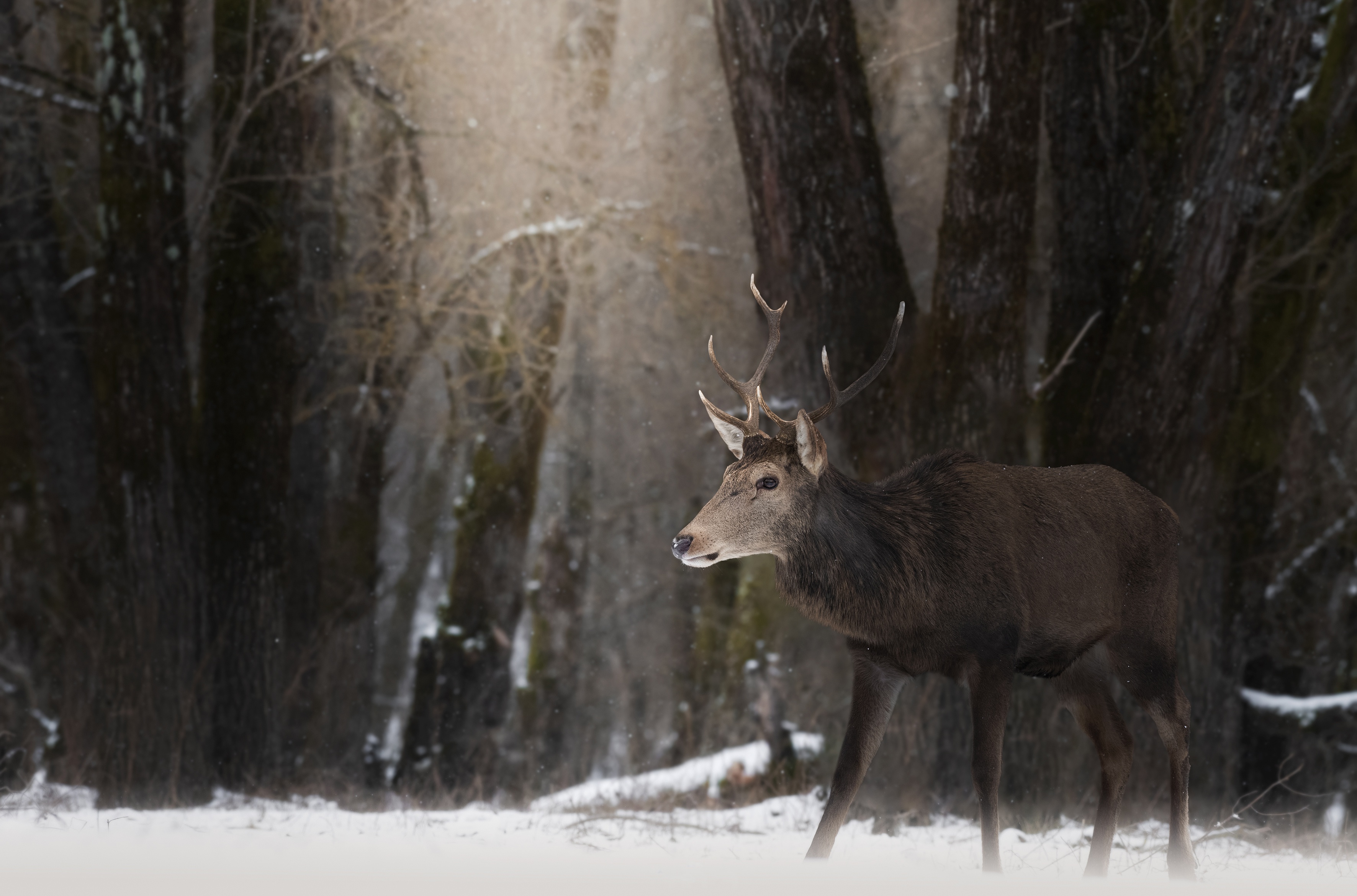 Free download wallpaper Deer, Animal on your PC desktop