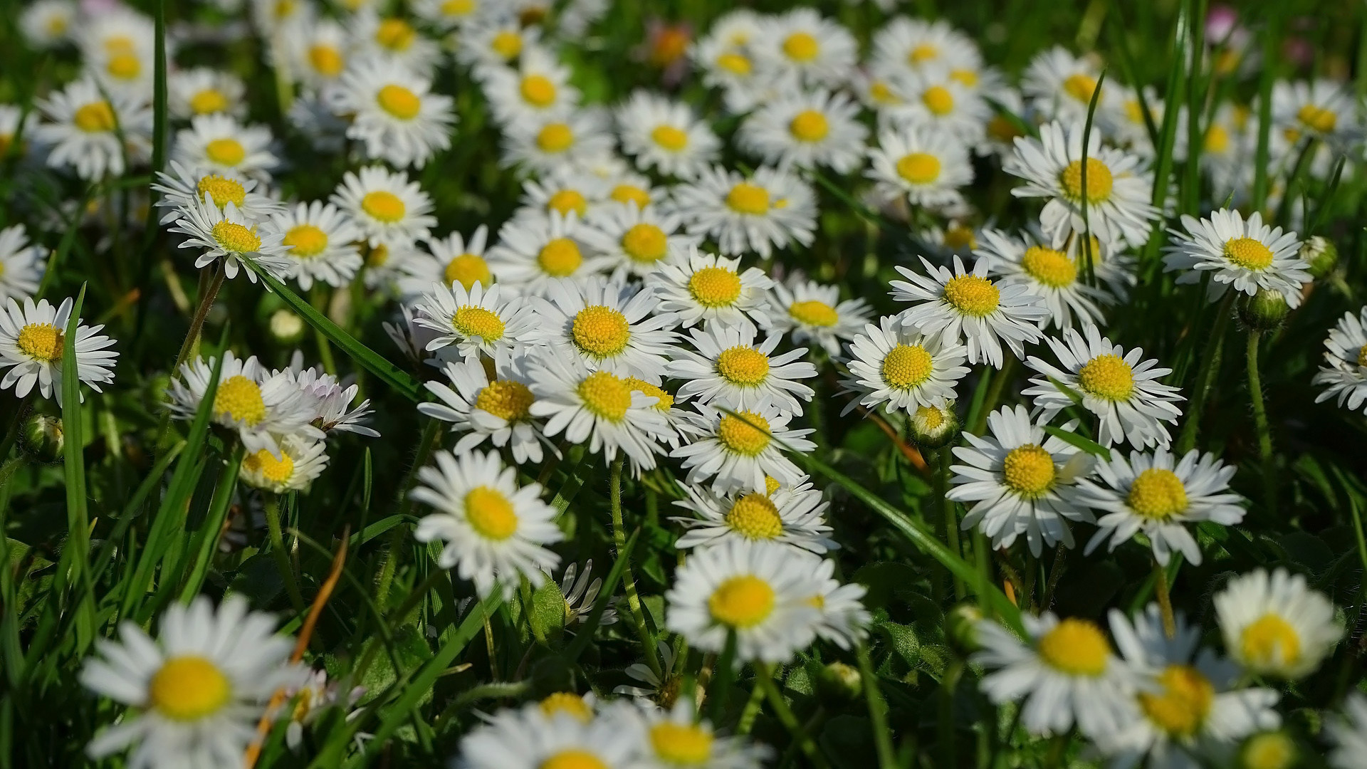 Download mobile wallpaper Flowers, Earth, Marguerite for free.