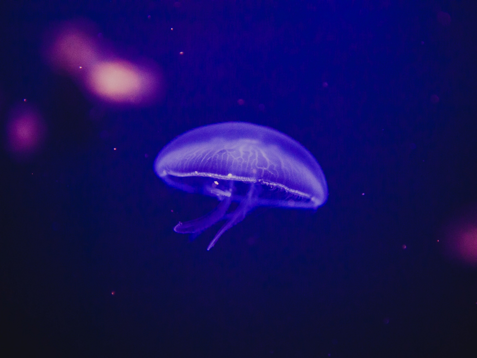 Download mobile wallpaper Jellyfish, Animal, Underwater, Sea Life for free.