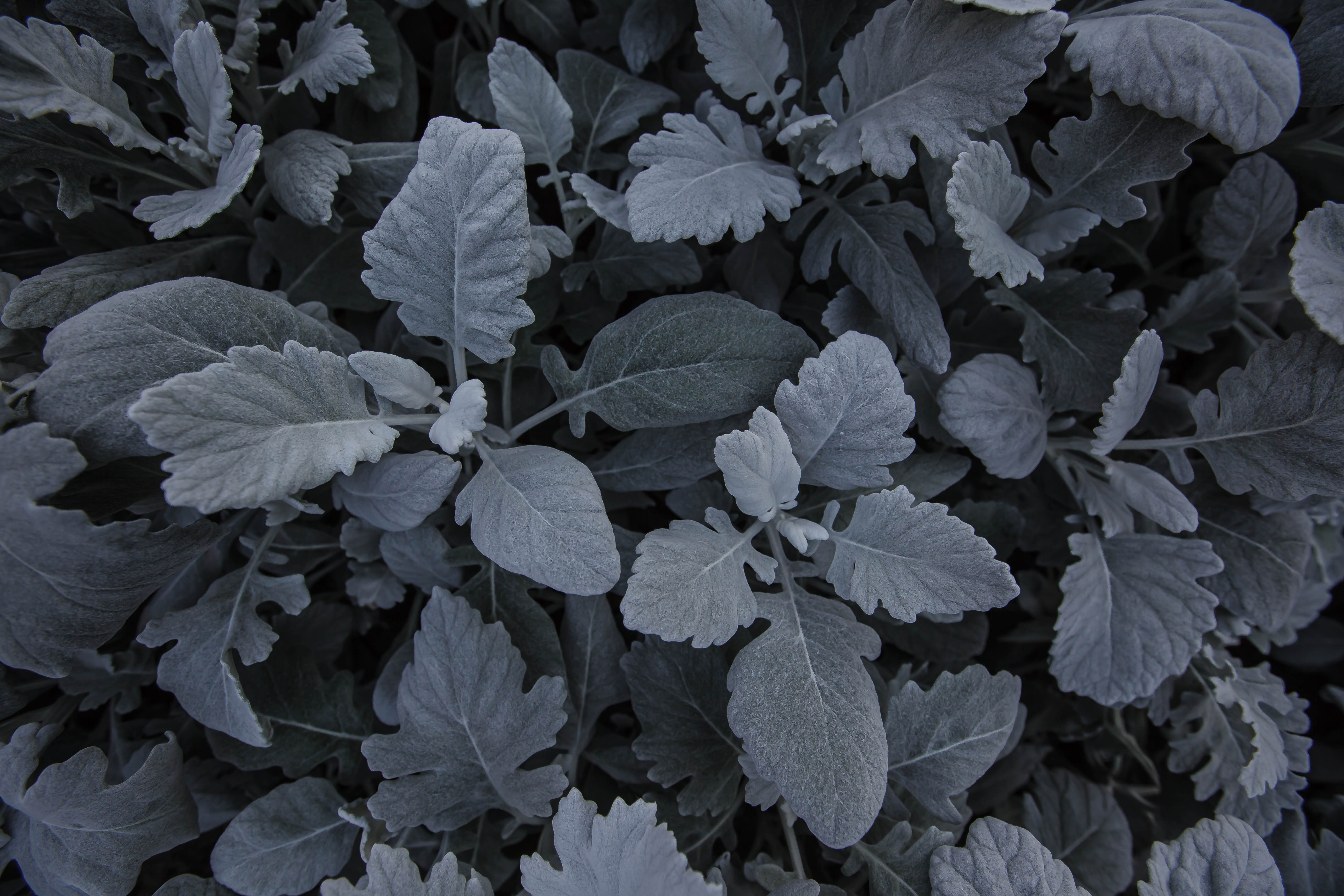 grey, nature, leaves, plant, carved HD wallpaper