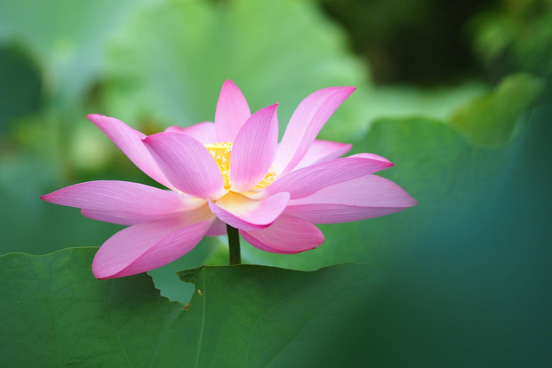 Laden Sie das Natur, Blumen, Lotus, Blume, Nahansicht, Erde/natur, Pinke Blume-Bild kostenlos auf Ihren PC-Desktop herunter