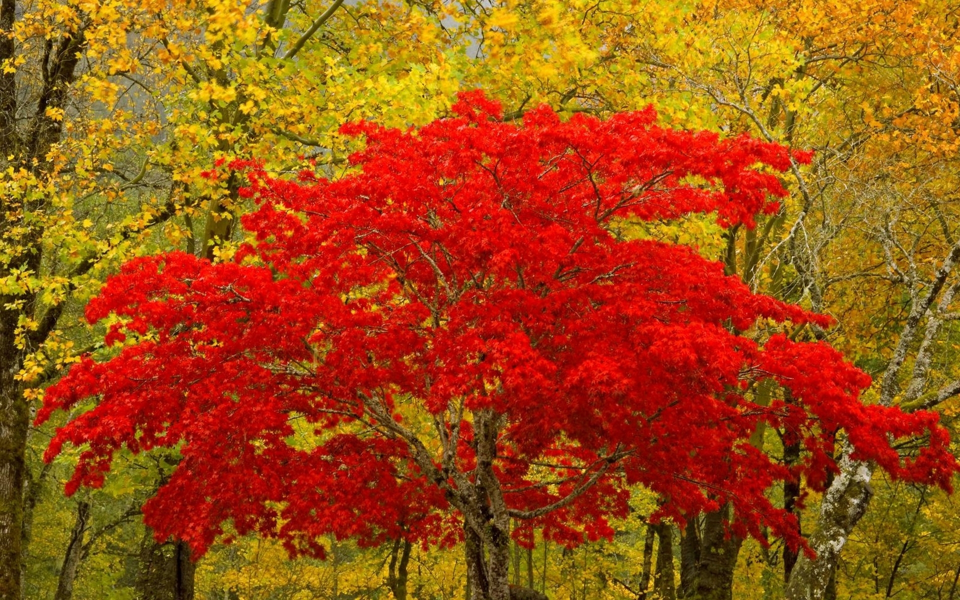 無料モバイル壁紙木, 秋, 風景をダウンロードします。