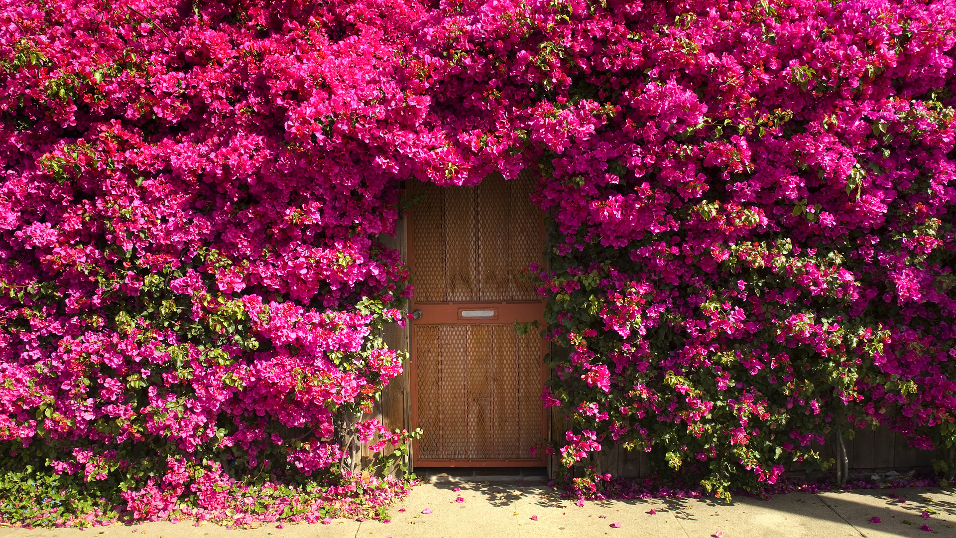 839086 скачать картинку дом, бугенвиль, сделано человеком, дверь, цветок, розовый цветок - обои и заставки бесплатно