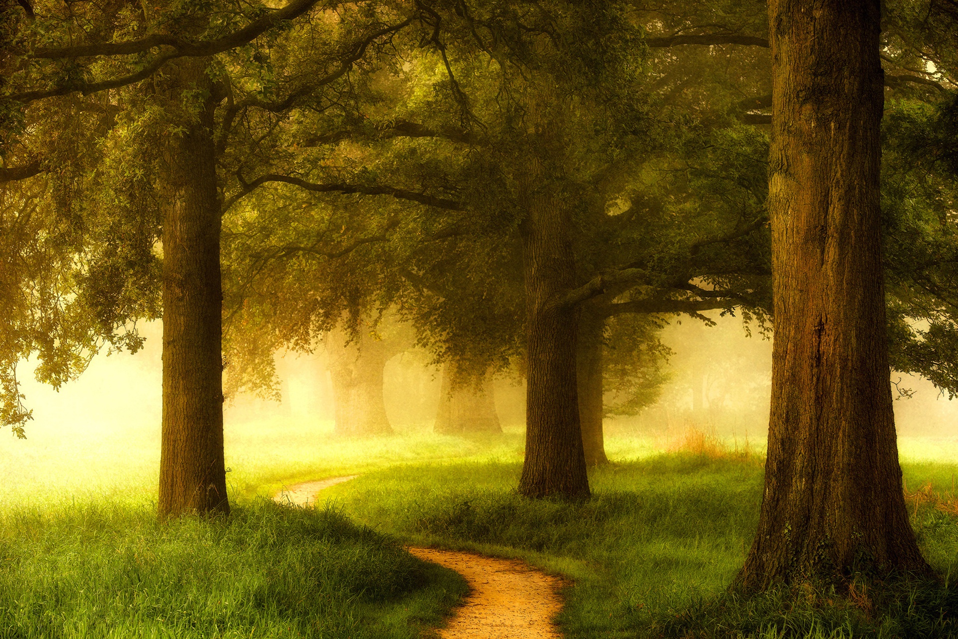 Download mobile wallpaper Nature, Grass, Tree, Fog, Earth, Path, Sunny for free.