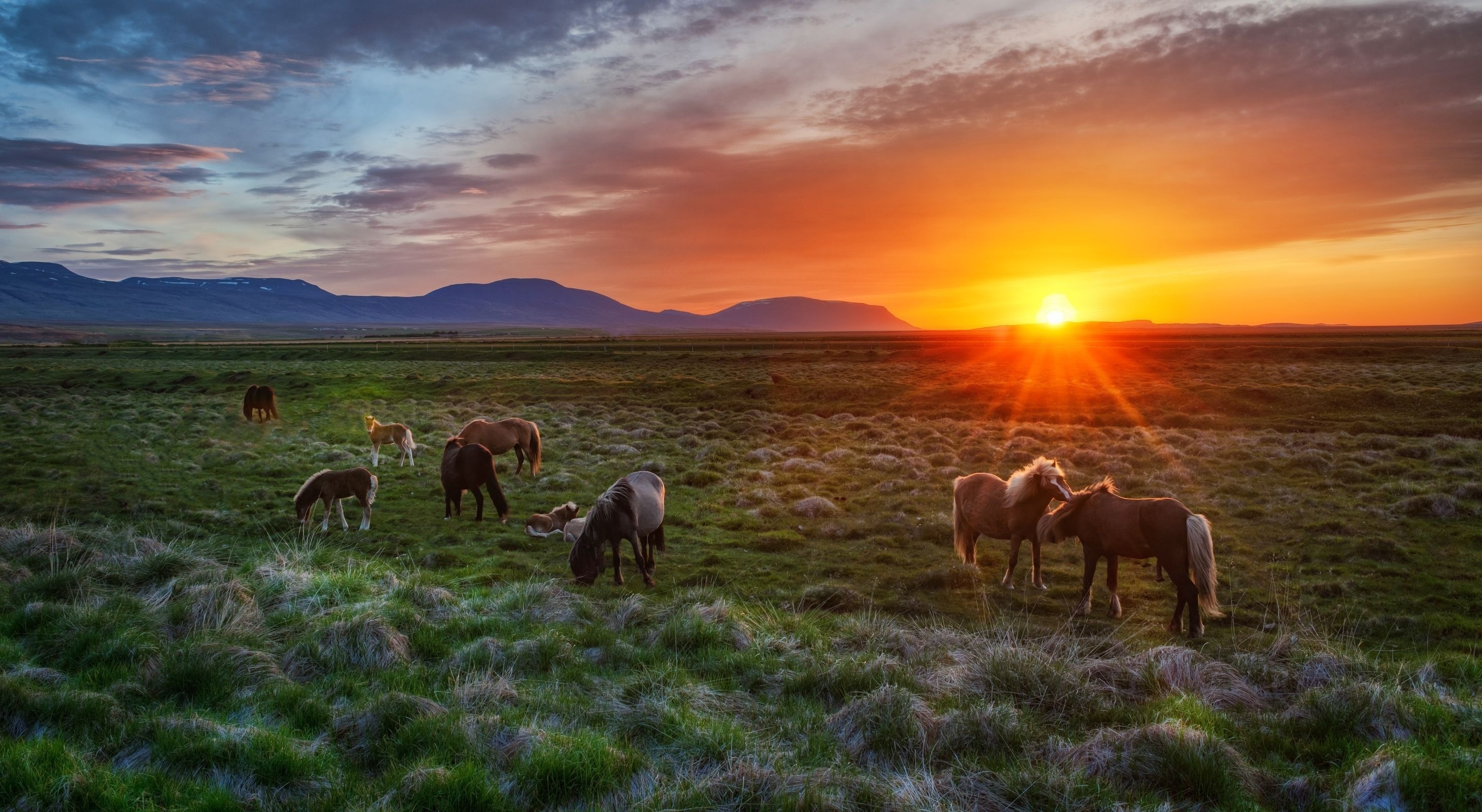 iceland, horses, landscape, animals, sunset, foals, colts