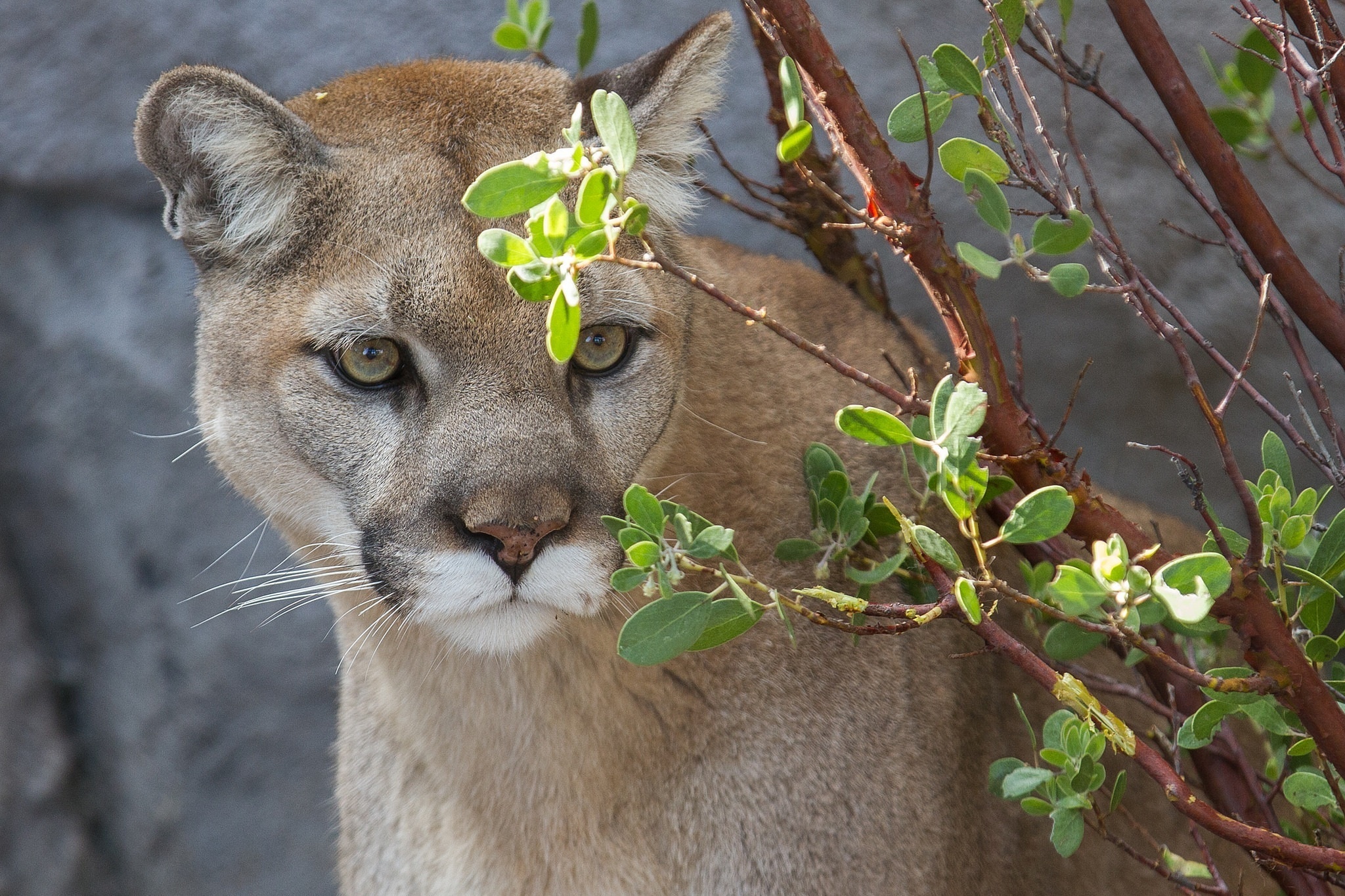 74840 Bild herunterladen cougar, tiere, puma, ast, zweig, raubtier, predator, wilde katze, wildkatze - Hintergrundbilder und Bildschirmschoner kostenlos