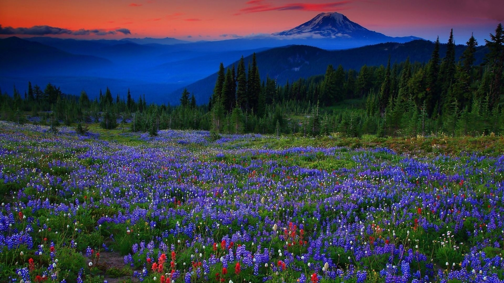 750985壁紙のダウンロード地球, ルパン, 分野, 山, 紫色の花, 春-スクリーンセーバーと写真を無料で