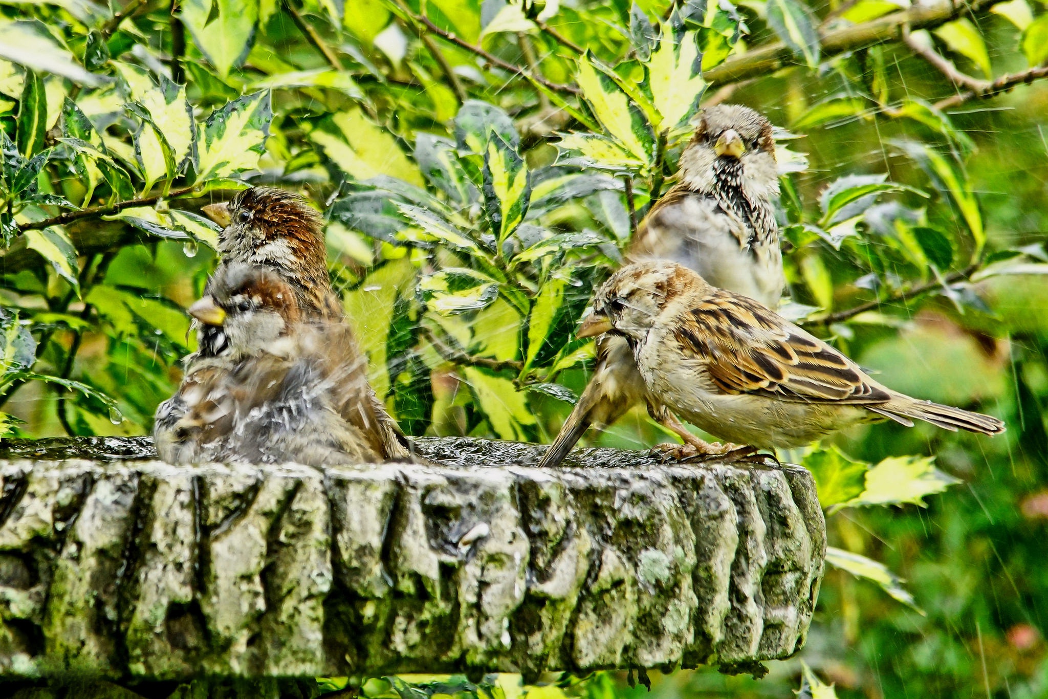 Download mobile wallpaper Birds, Fountain, Bird, Sparrow, Animal for free.