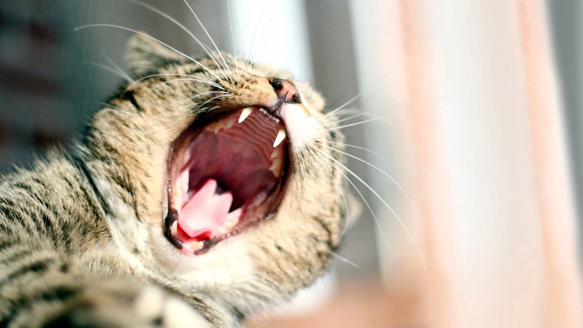 Download mobile wallpaper To Fall, To Yawn, Yawn, Mouth, Animals, Cat for free.