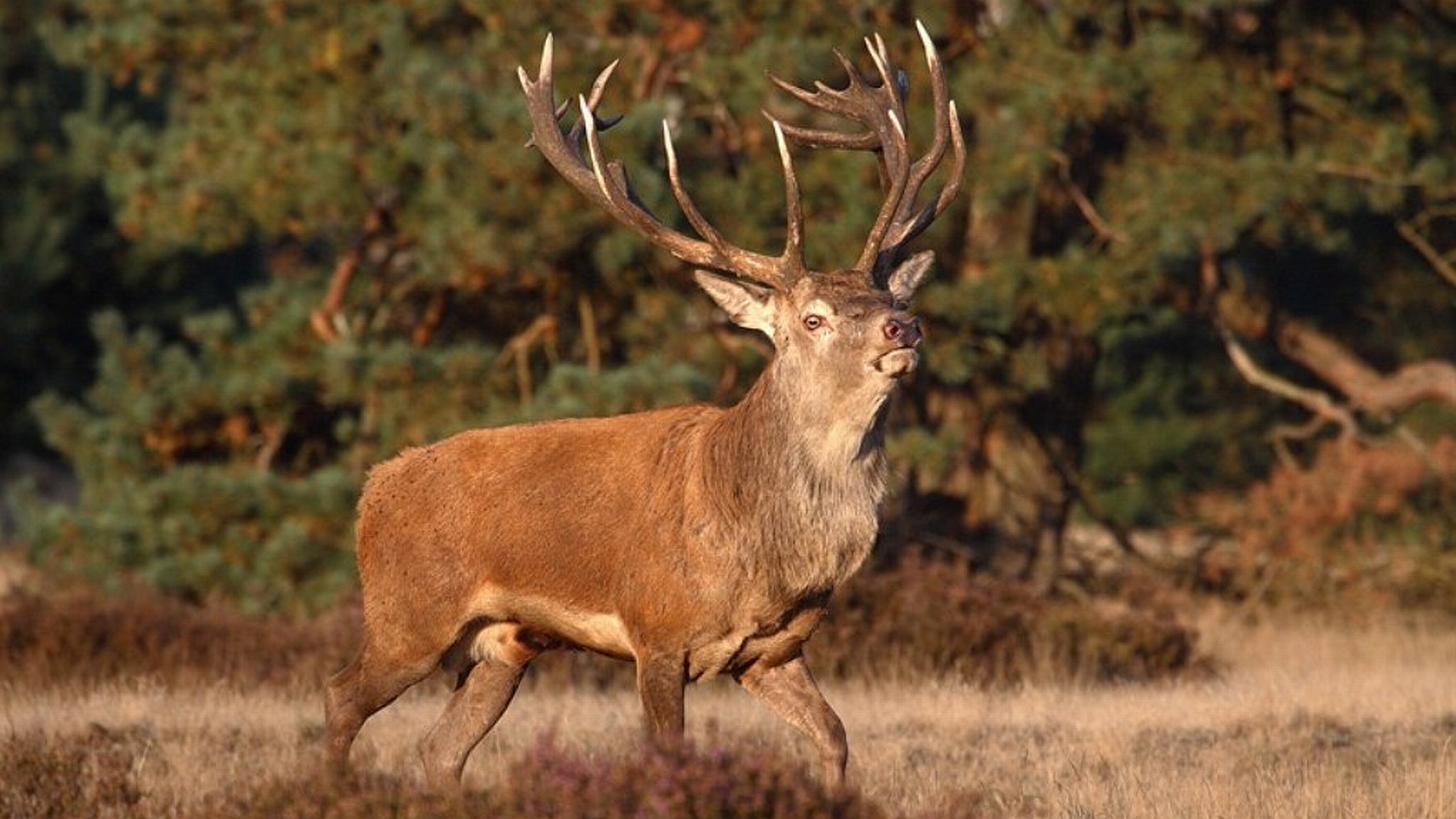 Laden Sie das Tiere, Hirsch-Bild kostenlos auf Ihren PC-Desktop herunter